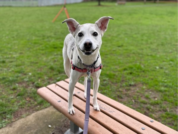 A white and gray dog is standing on a park bench during her daytraining appointment with dog trainer, Meaghan Summerbell of Dog Flower, in Portland, Oregon.