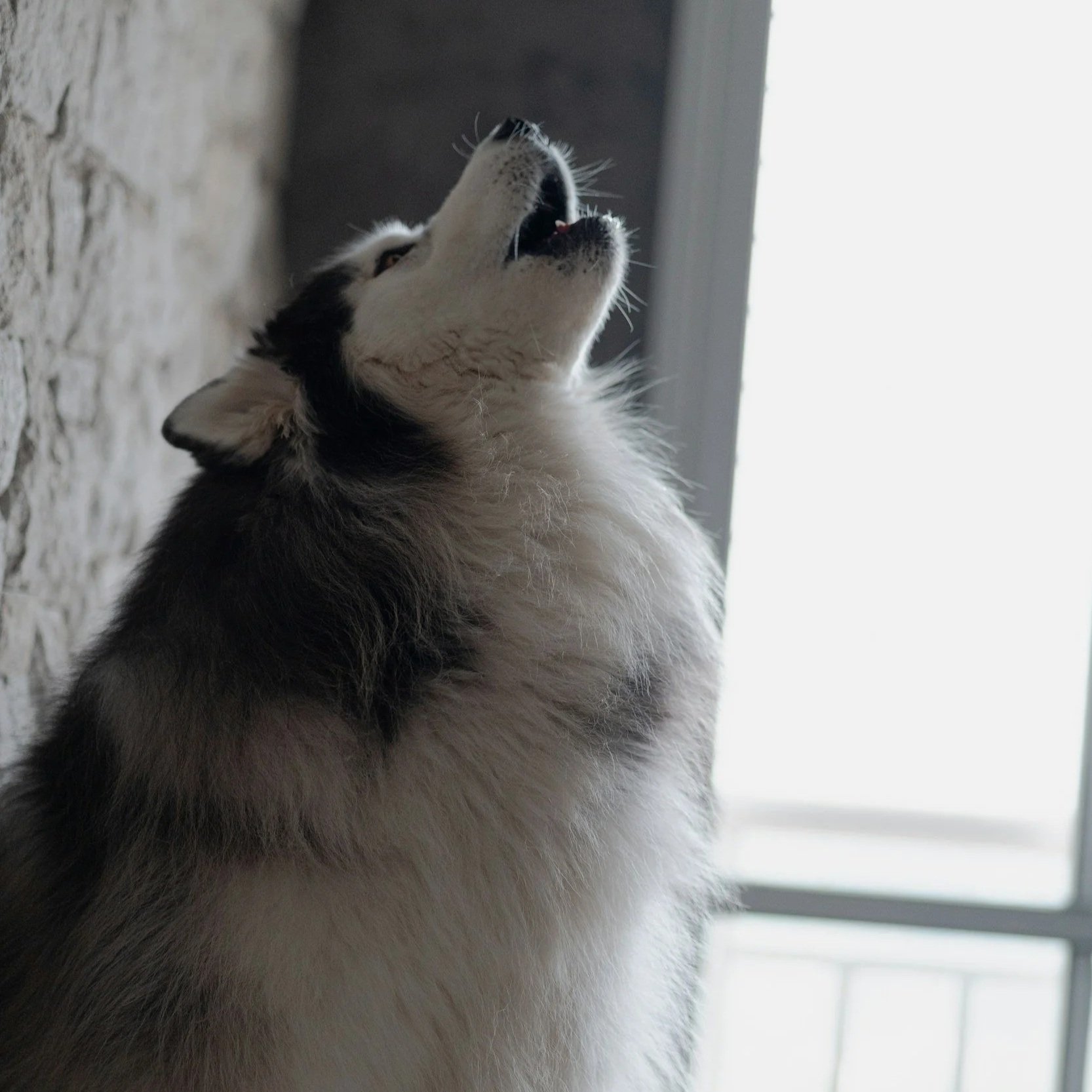 Close-up of a Siberian Husky dog looking upward near a window.