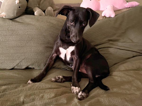 A small black dog with a white spot on his chest is sitting on a tan bed looking up at the person taking the photo