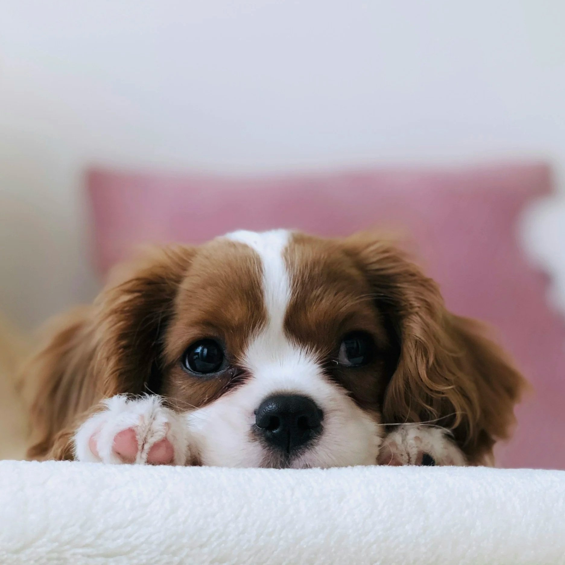 Close-up of a Cavalier King Charles puppy resting its head on a soft white surface, awaiting his private puppy training lesson, with a blurred pink background.
