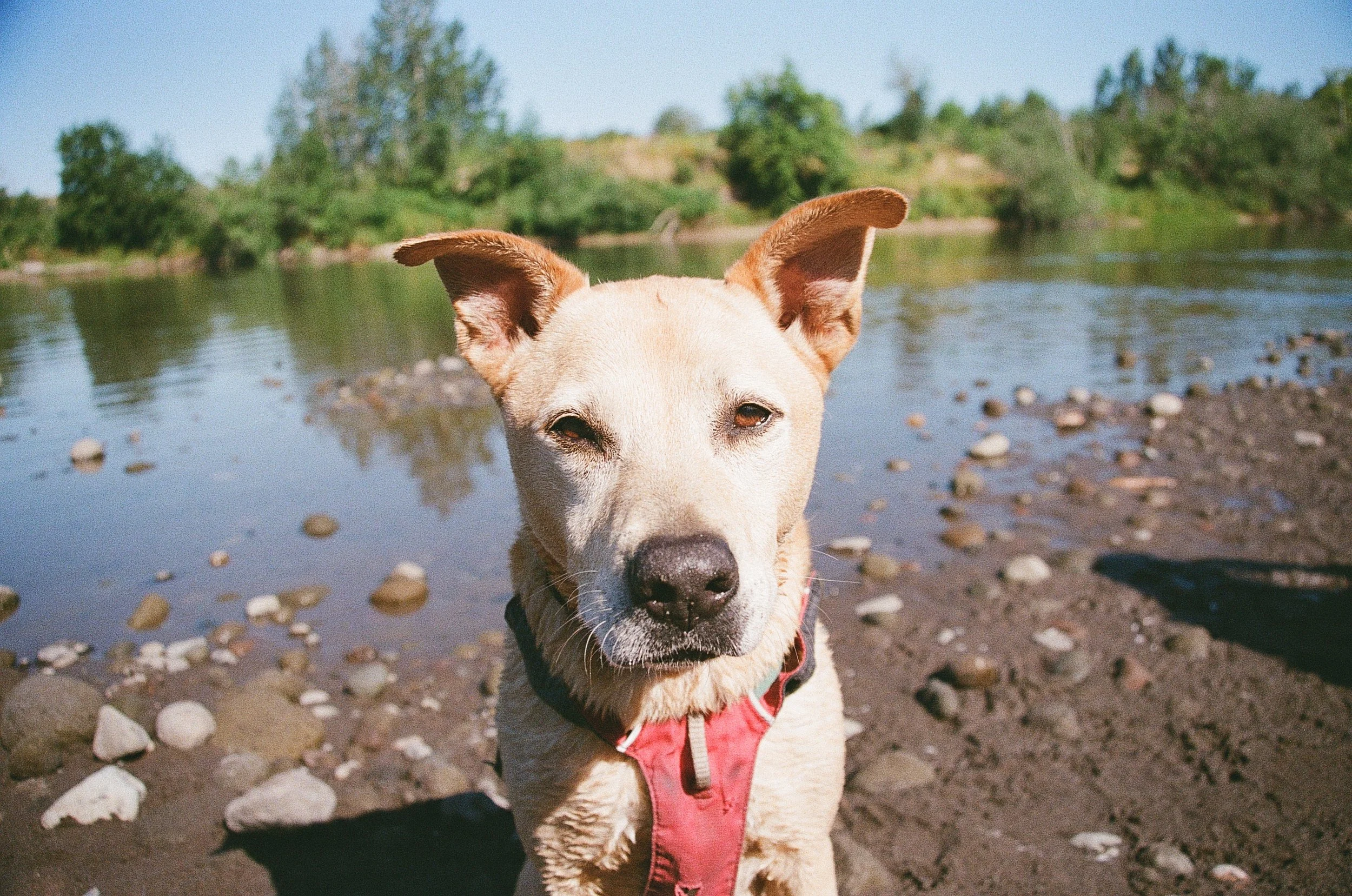 Josie, 13 years old, mixed-breed.

My sweetheart. Josie can often be found helping with reactivity reduction training, socializing puppies, and generally offering her assistance during sessions. In her spare time, she enjoys digging holes, chasing cr