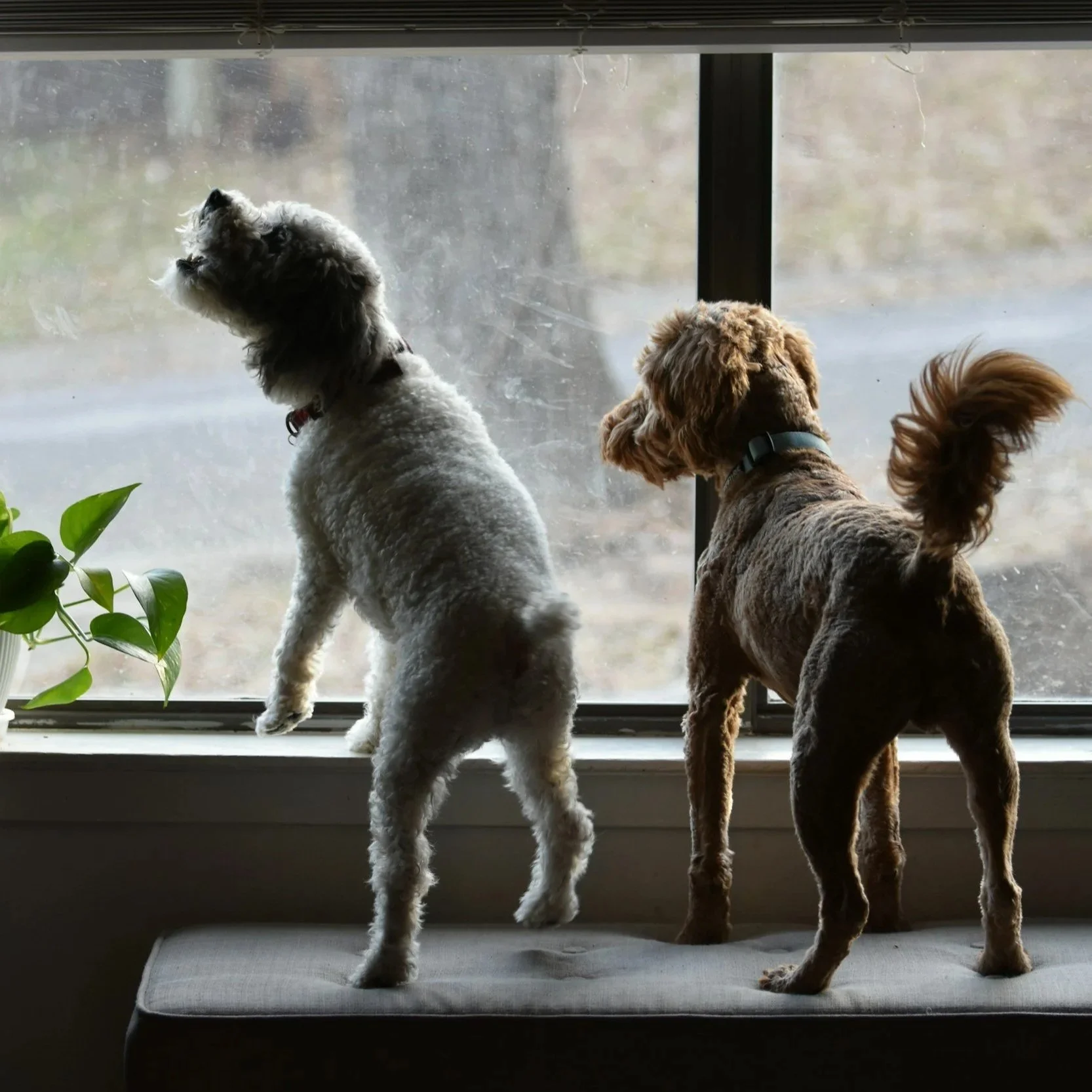 Two dogs standing on a window bench, looking outside through a glass door. One appears to be a white and gray fluffy dog, and the other a brown dog with a curly tail.