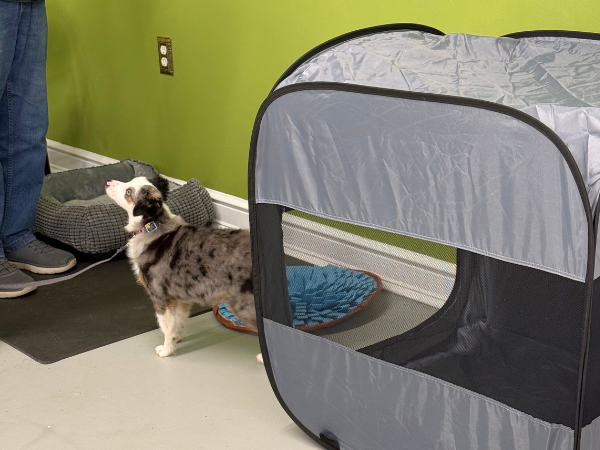 Golden Retriever Puppy Mouthing Training at Puppy Nursery