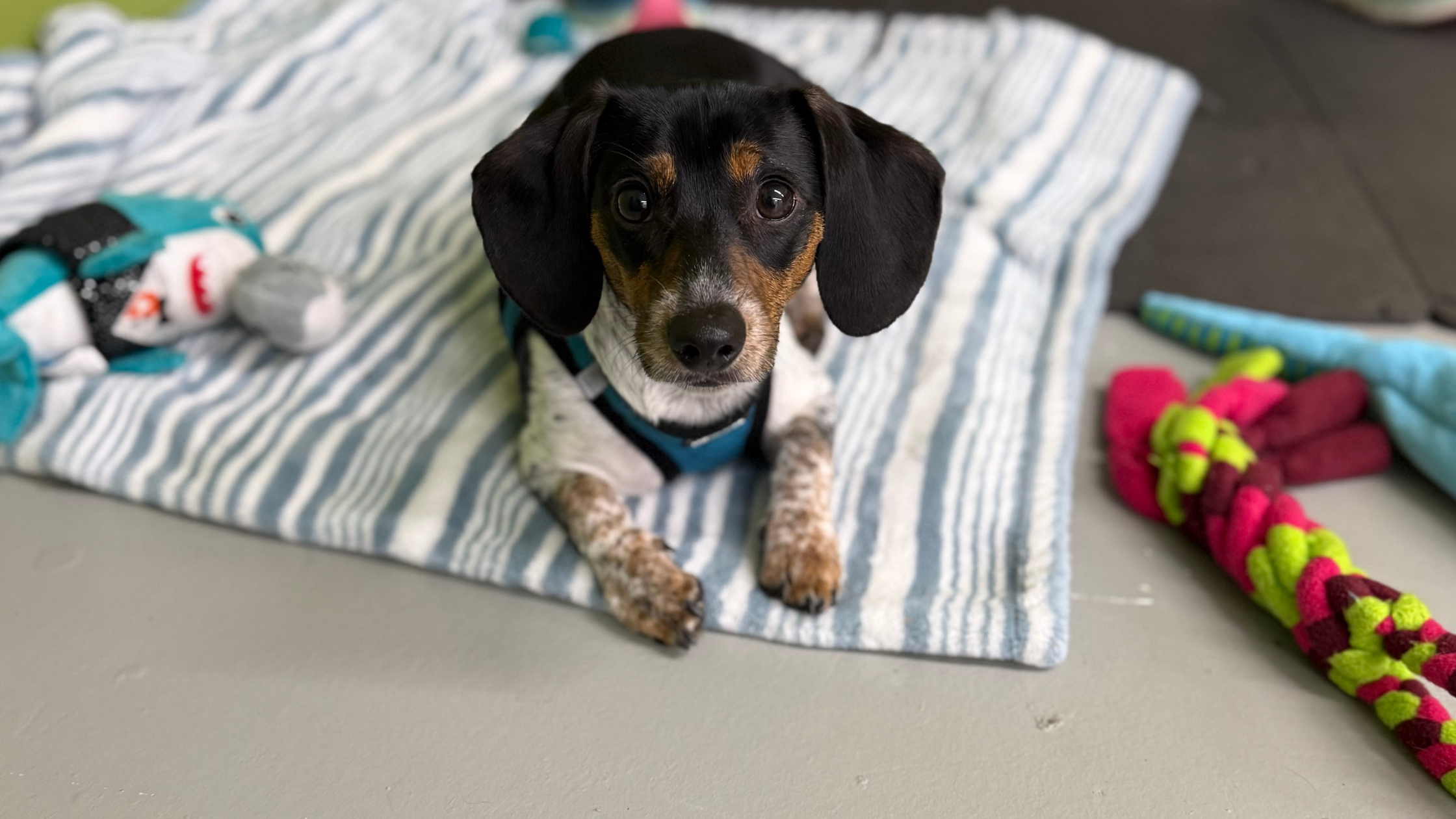 A small black and white Doxie is settled down on a white towel. He is attending his Basic Manners group dog training class at Dog Flower in outer SE Portland, Oregon.