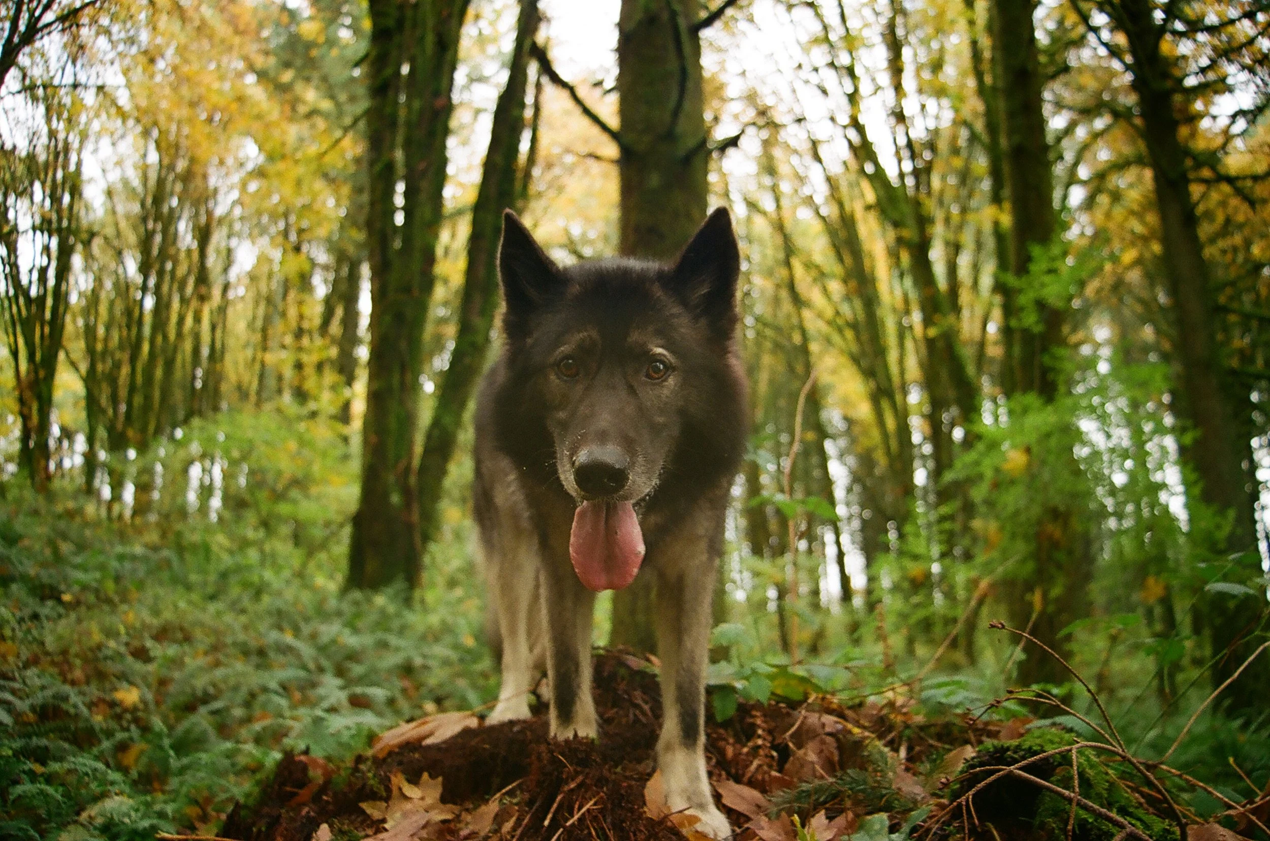 Dani, 6 years old, German Shepherd mix. My high maintenance pup who's always up for a training challenge, loves the forest but is also allergic to it, and always keeps me on my toes. Dani has his advanced trick dog title through Do More With Your Dog
