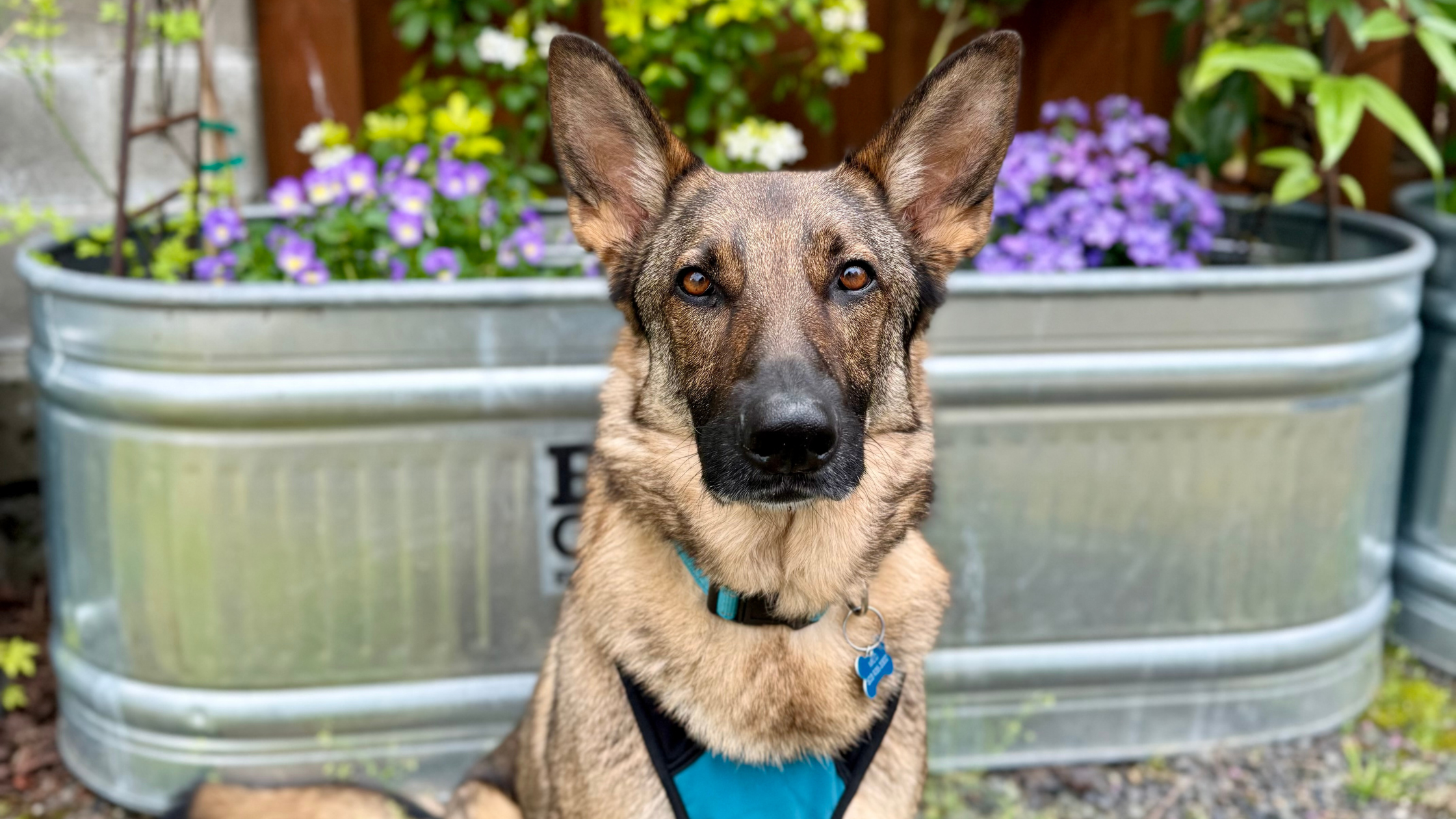 A tan German Shepherd wearing a blue harness, sitting in front of a steel planter featuring purple flowers. He is on a walk as part of his At-Home Daytraining service through Dog Flower, a dog trainer serving NE Portland.