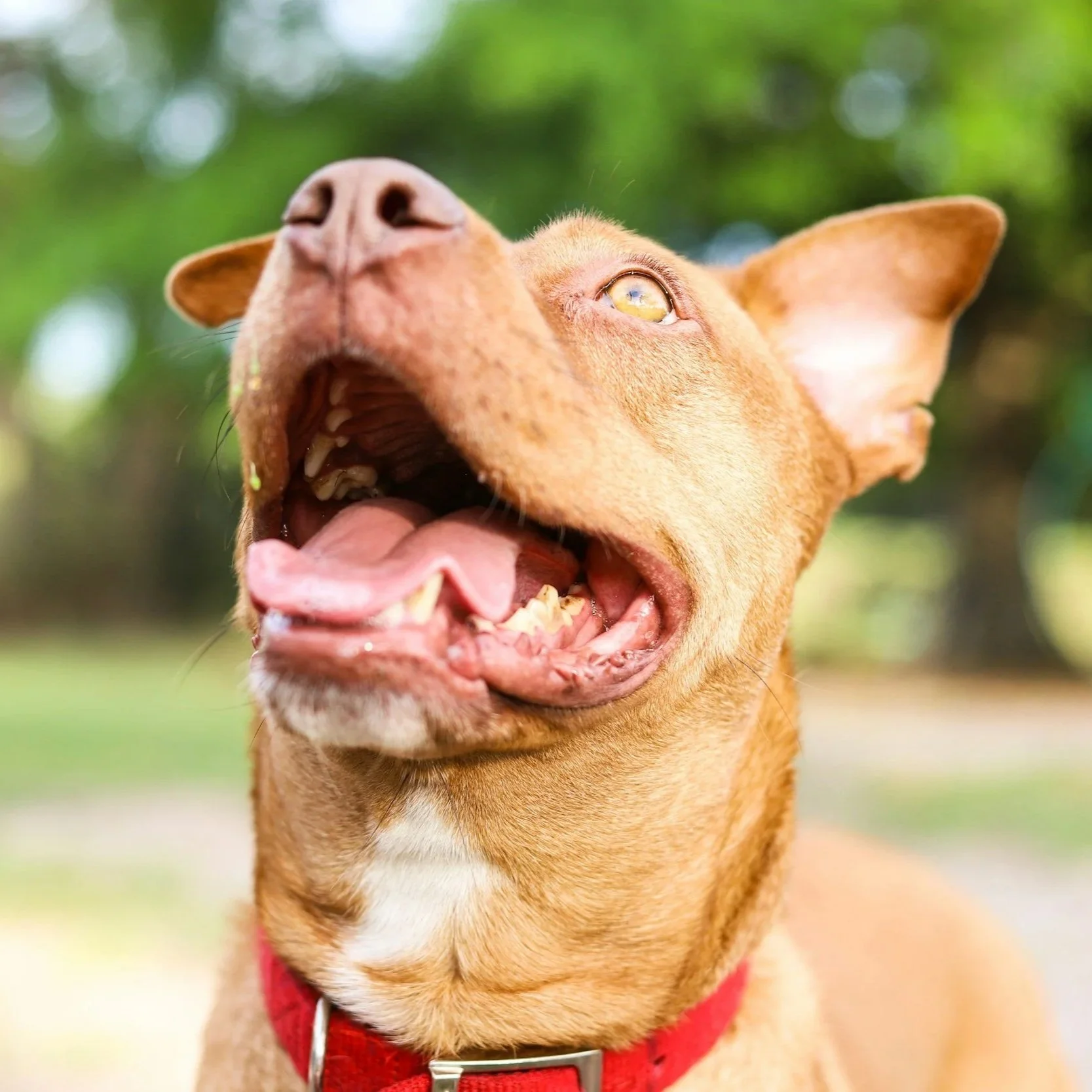 Close-up of a brown dog with its mouth open, revealing teeth and tongue, outdoors with a blurred green background.