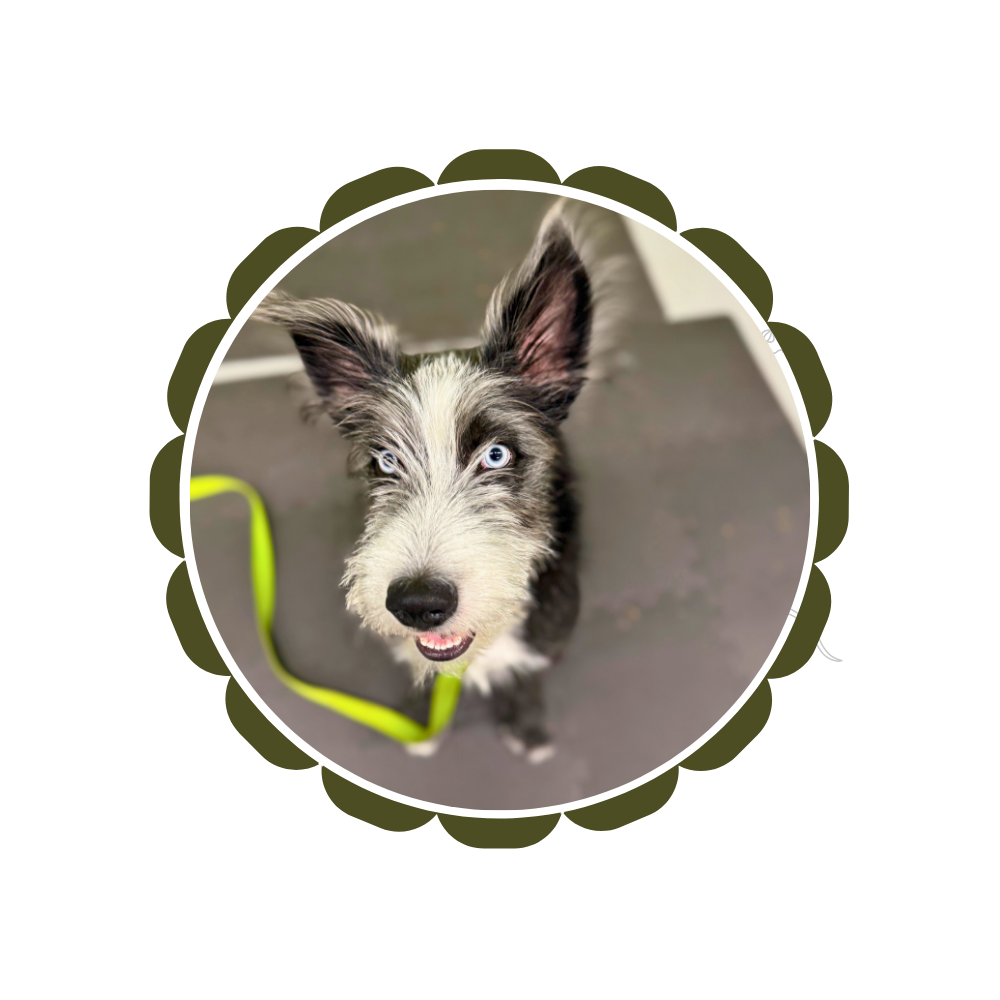 A black and white wire-haired medium size dog is sitting on a black foam floor mat. He is smiling with his mouth wide open. He has bright blue eyes. He has a green collar attached to his harness. He is attending a Basic Manners dog training class.