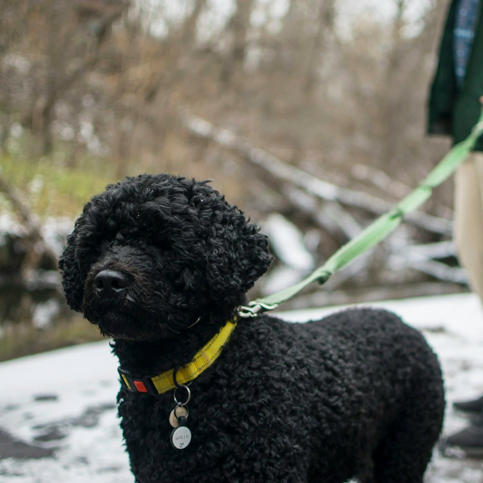 A black curly-haired dog standing outdoors on snow with a green leash. The dog is wearing a yellow collar with a tag that reads 'Wally.' The background features blurry trees and branches.