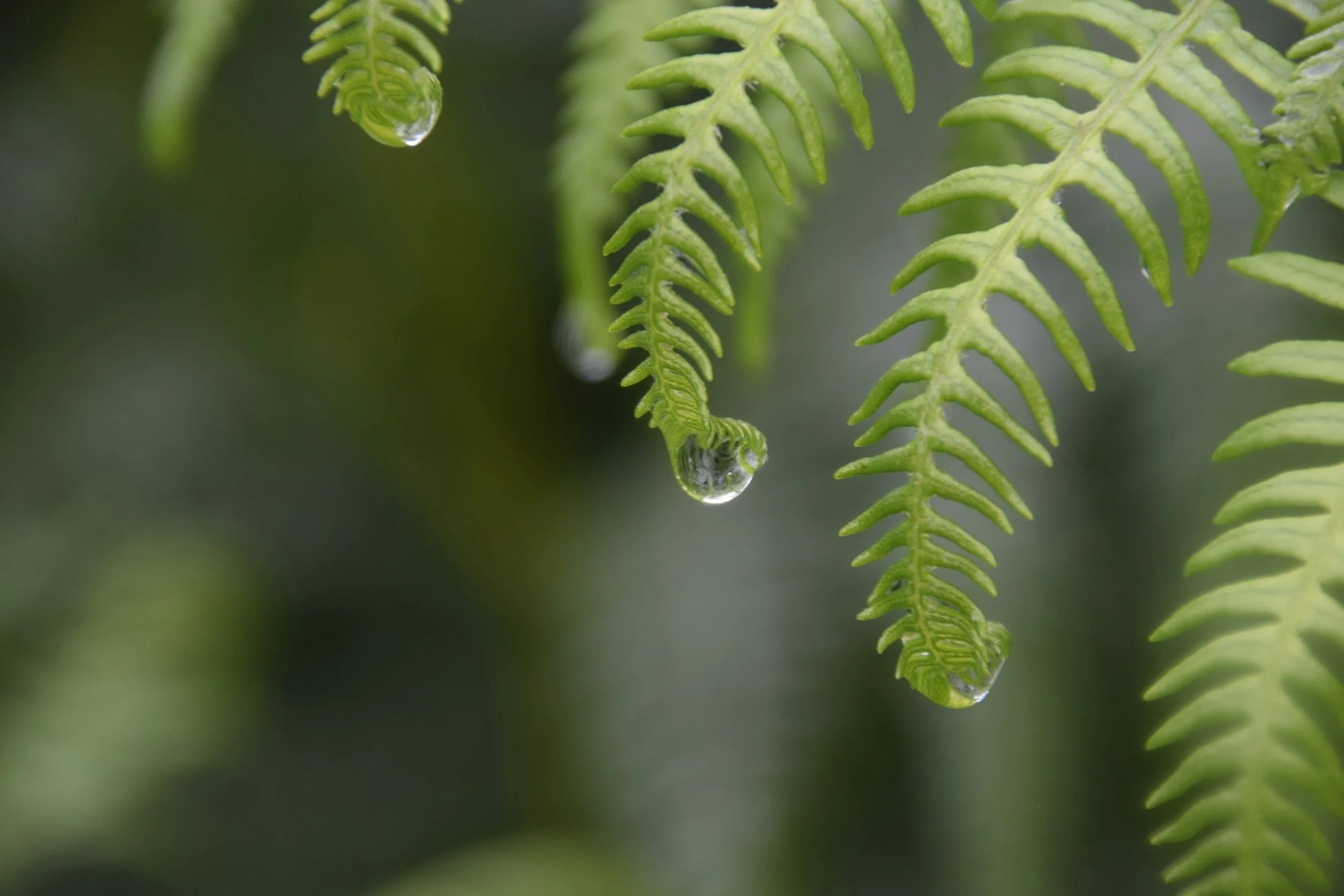 Close-up of fern leaves with water droplets hanging from their tips.