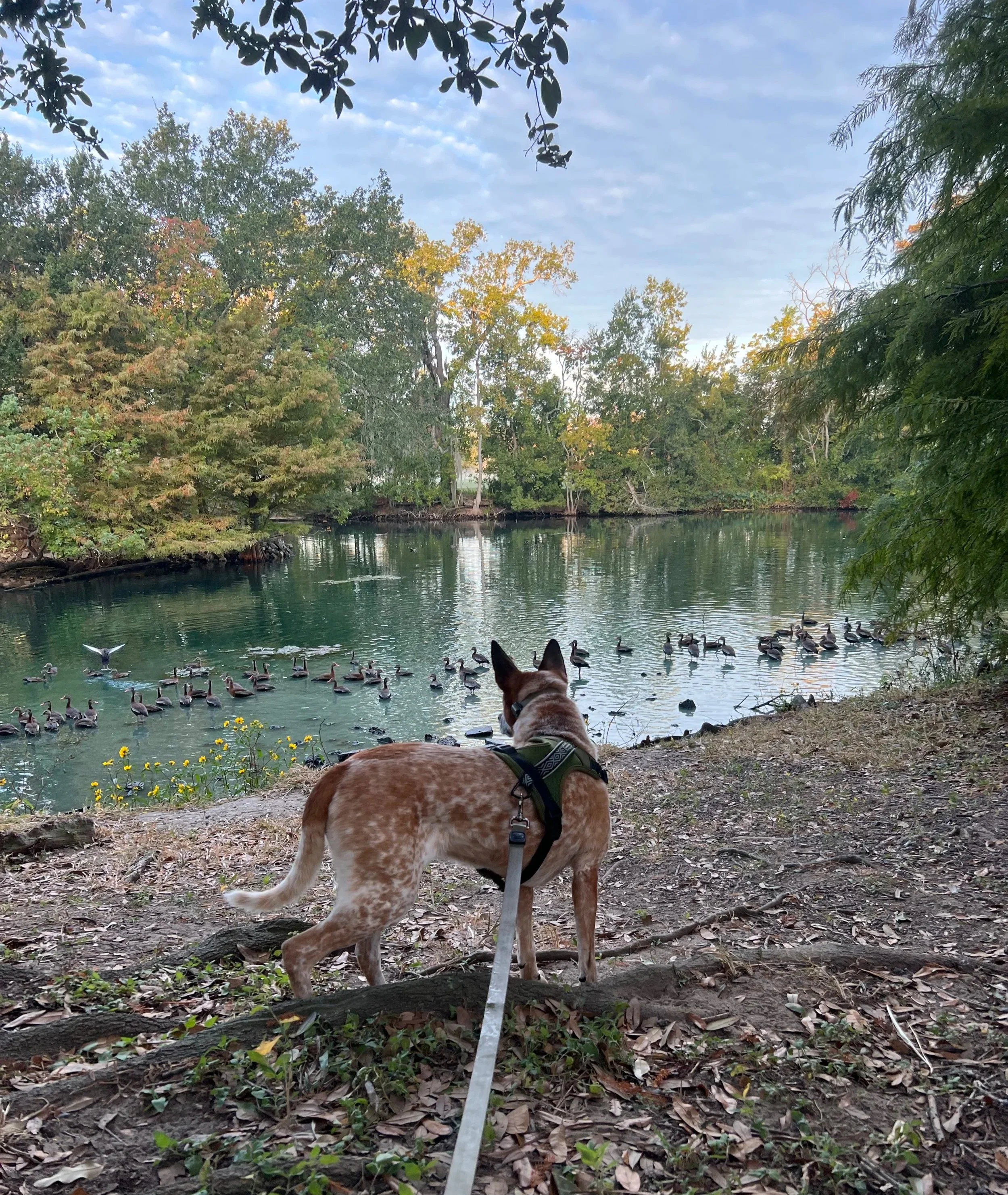 Scout watching ducks by a calm pond on a cool fall day in New Orleans, part of Scout & Company Companion Pet Care.