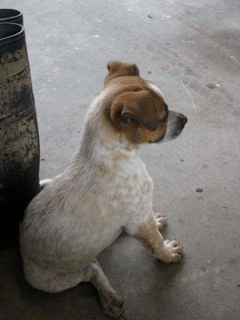 Building Trust with a New Pet