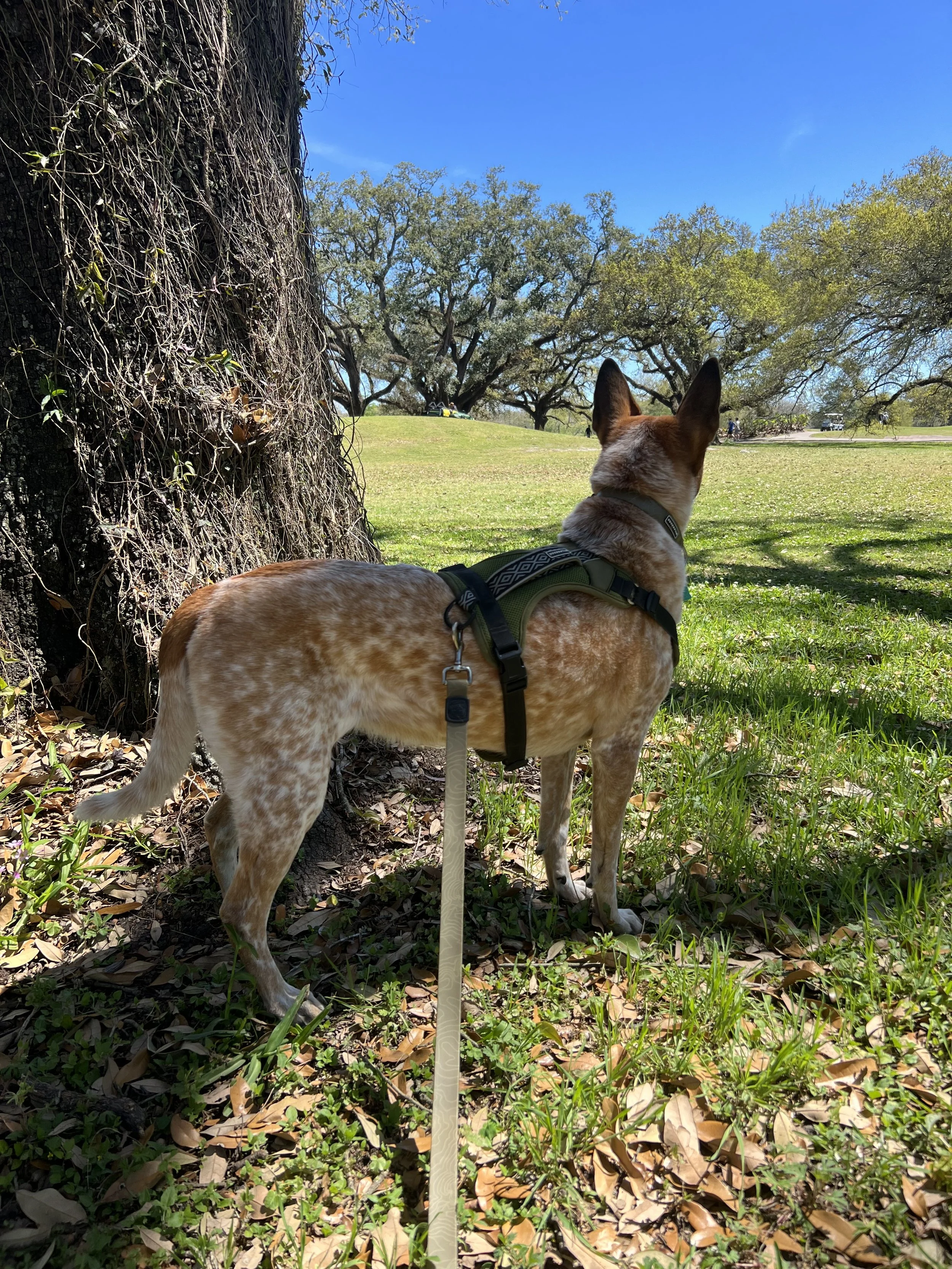 The Science of the Walk: Why Daily Walks Matter for Your Dog