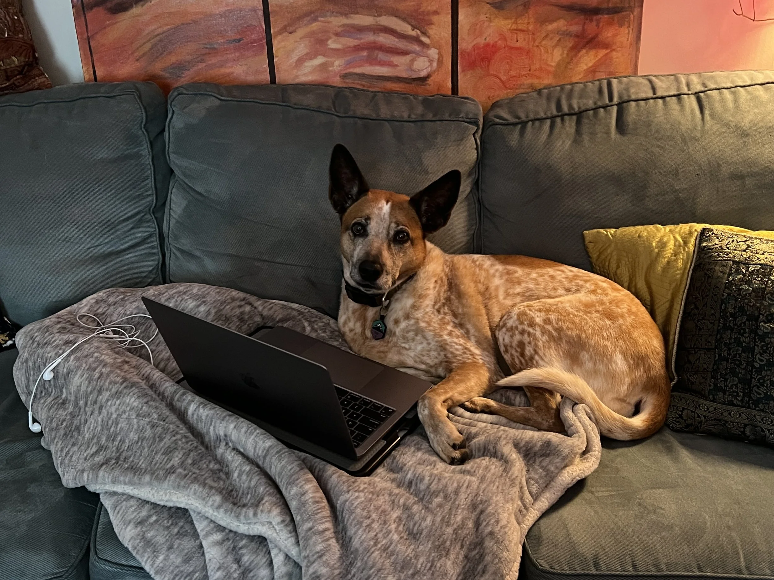 Cattle dog named Scout at home, sitting on the couch with a laptop, representing Scout & Company Pet Care.