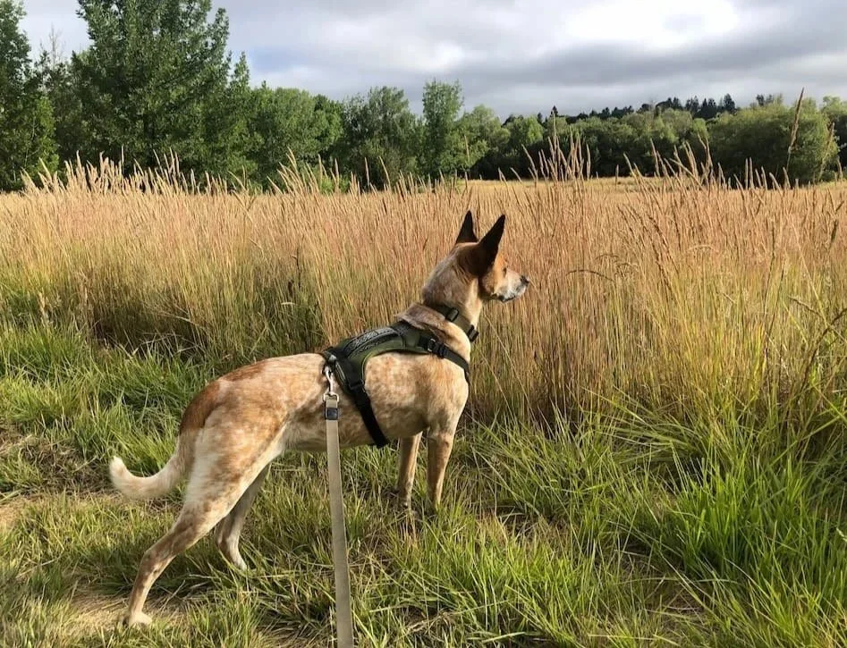 A dog on a leash wearing a harness, standing in a grassy field with trees and a cloudy sky in the background.