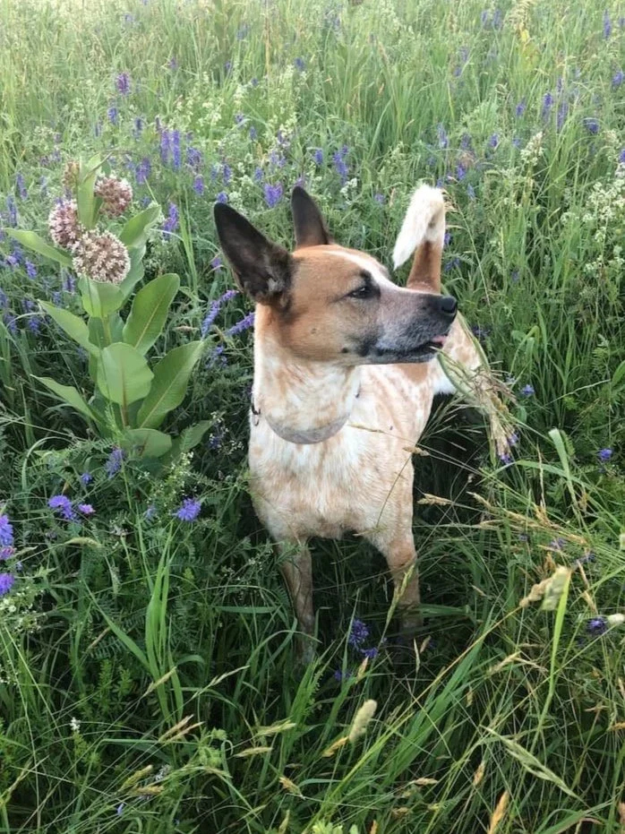 dog walking new orleans scout and company wildflowers