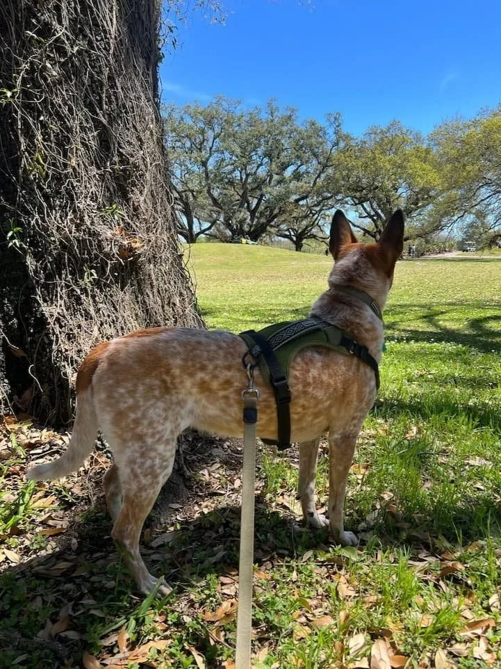 dog walking audubon park new orleans scout and company