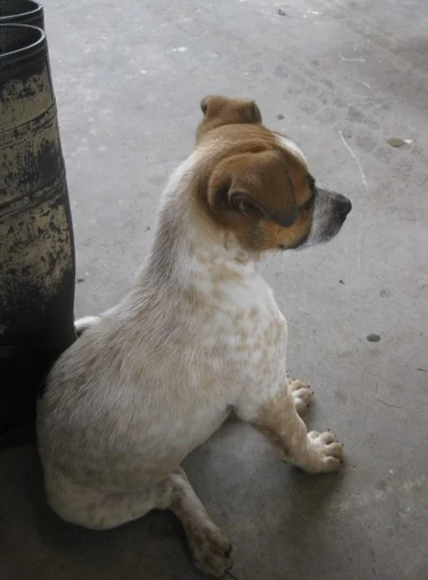 Scout as a puppy, early days of building trust in a new environment
