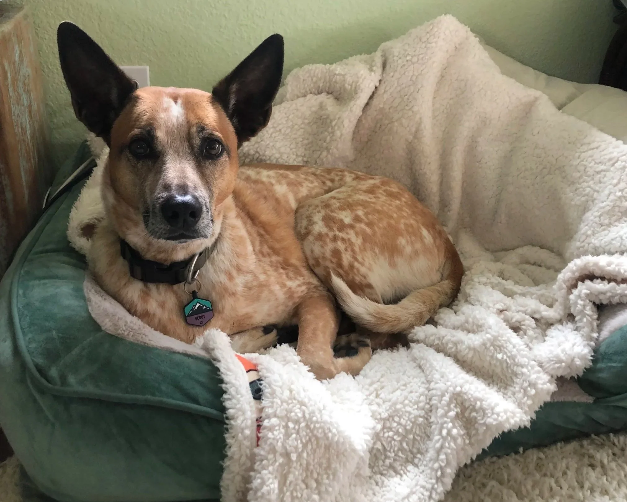 Signs Your Pet Is Getting Older (And How to Support Them)