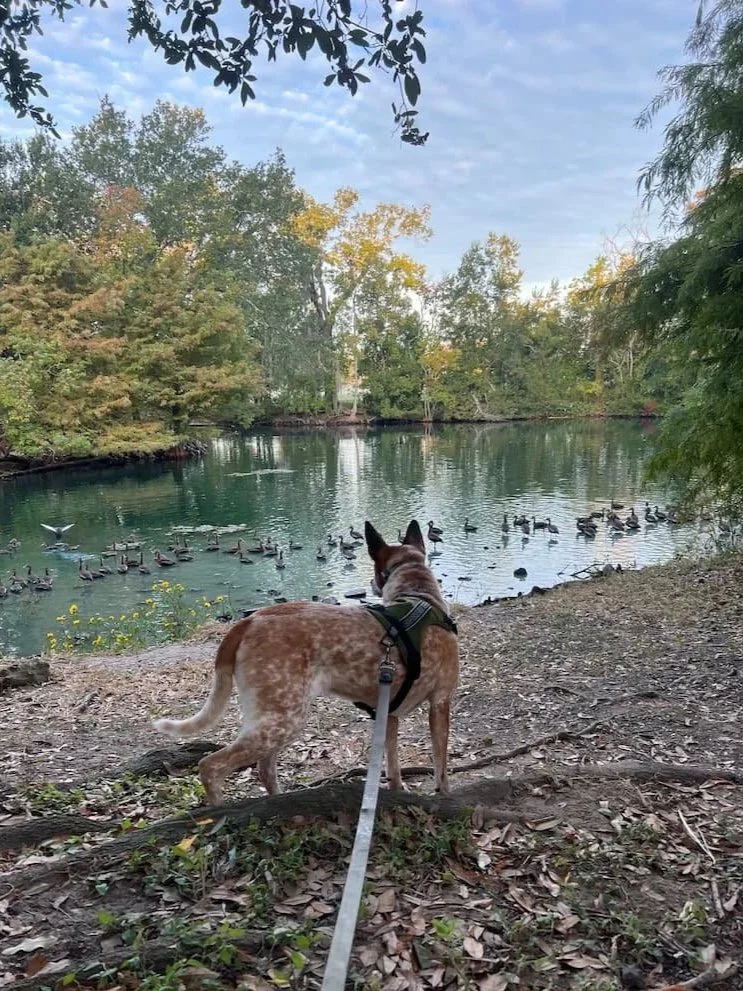 dog walking audubon park new orleans scout and company