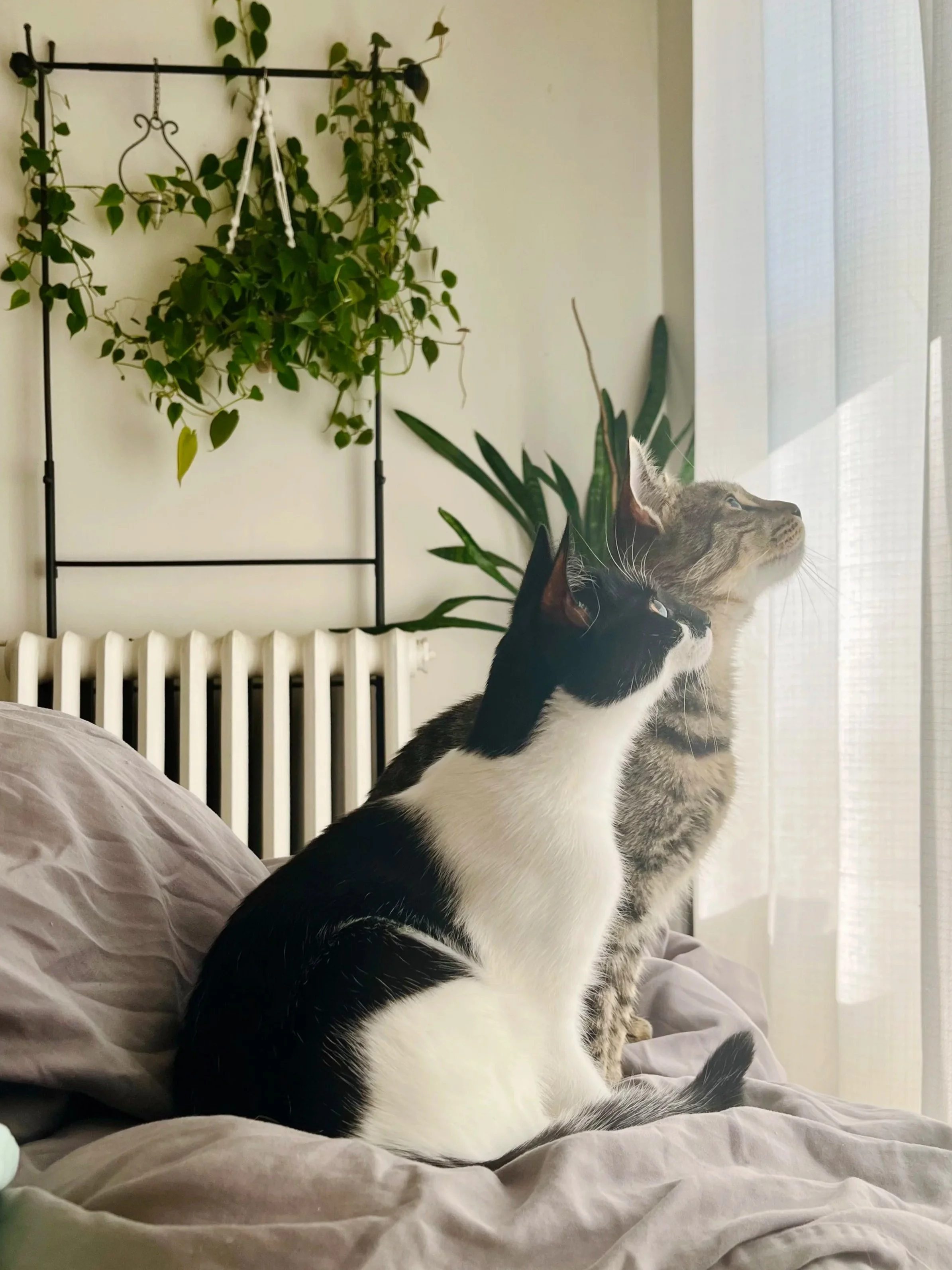 Two cats sitting on a bed by a window in a bright, calm home environment