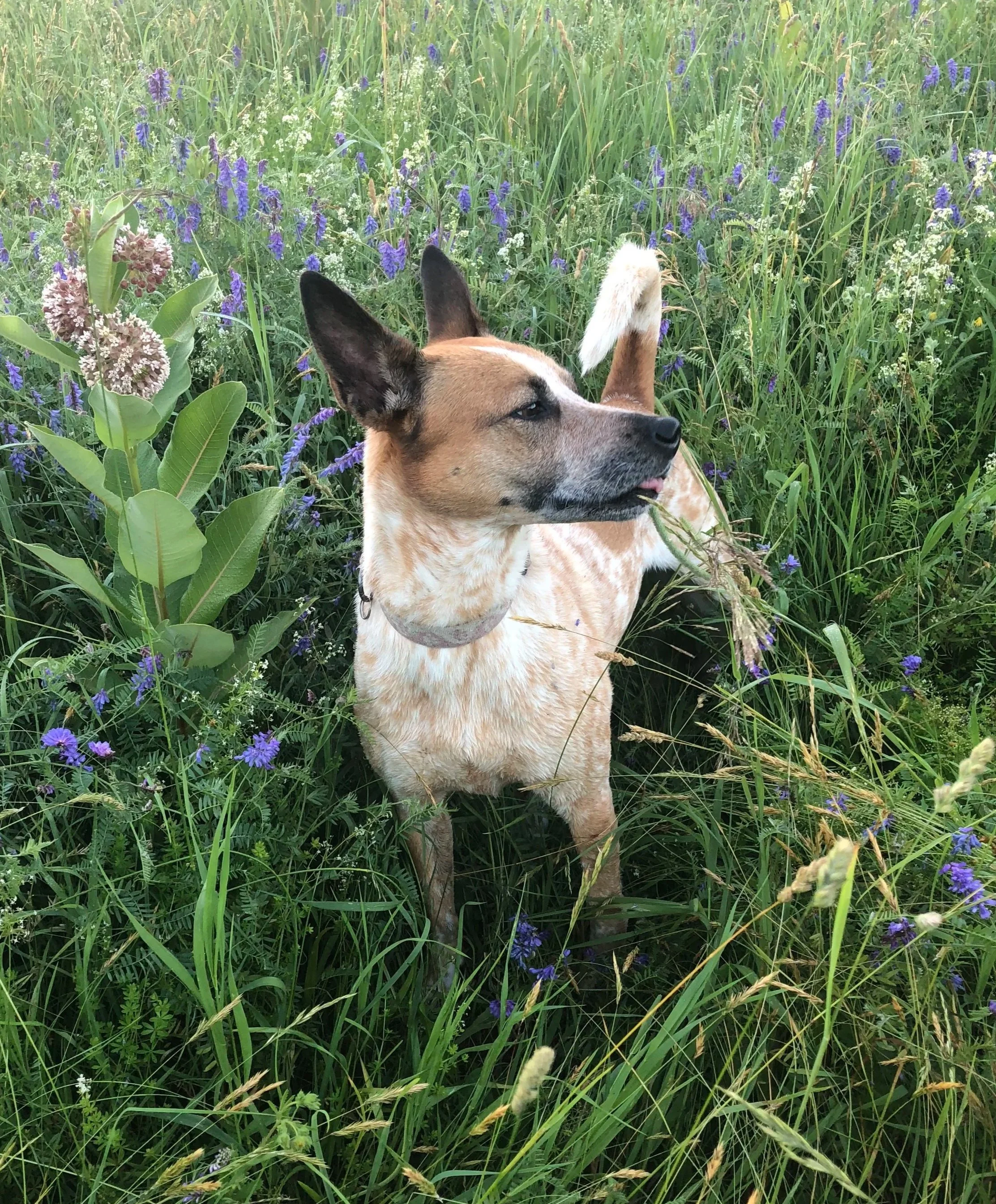 Scout standing calmly in a field of wildflowers, showing a relaxed moment for an anxious dog.