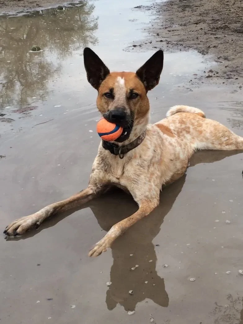 dog playing with chuckit ball new orleans pet care scout and company