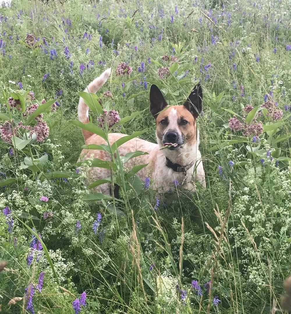 dog walking and pet sitting new orleans scout and company