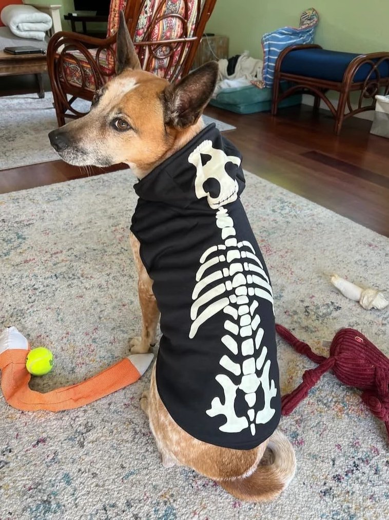 dog in halloween costume new orleans pet sitting scout and company