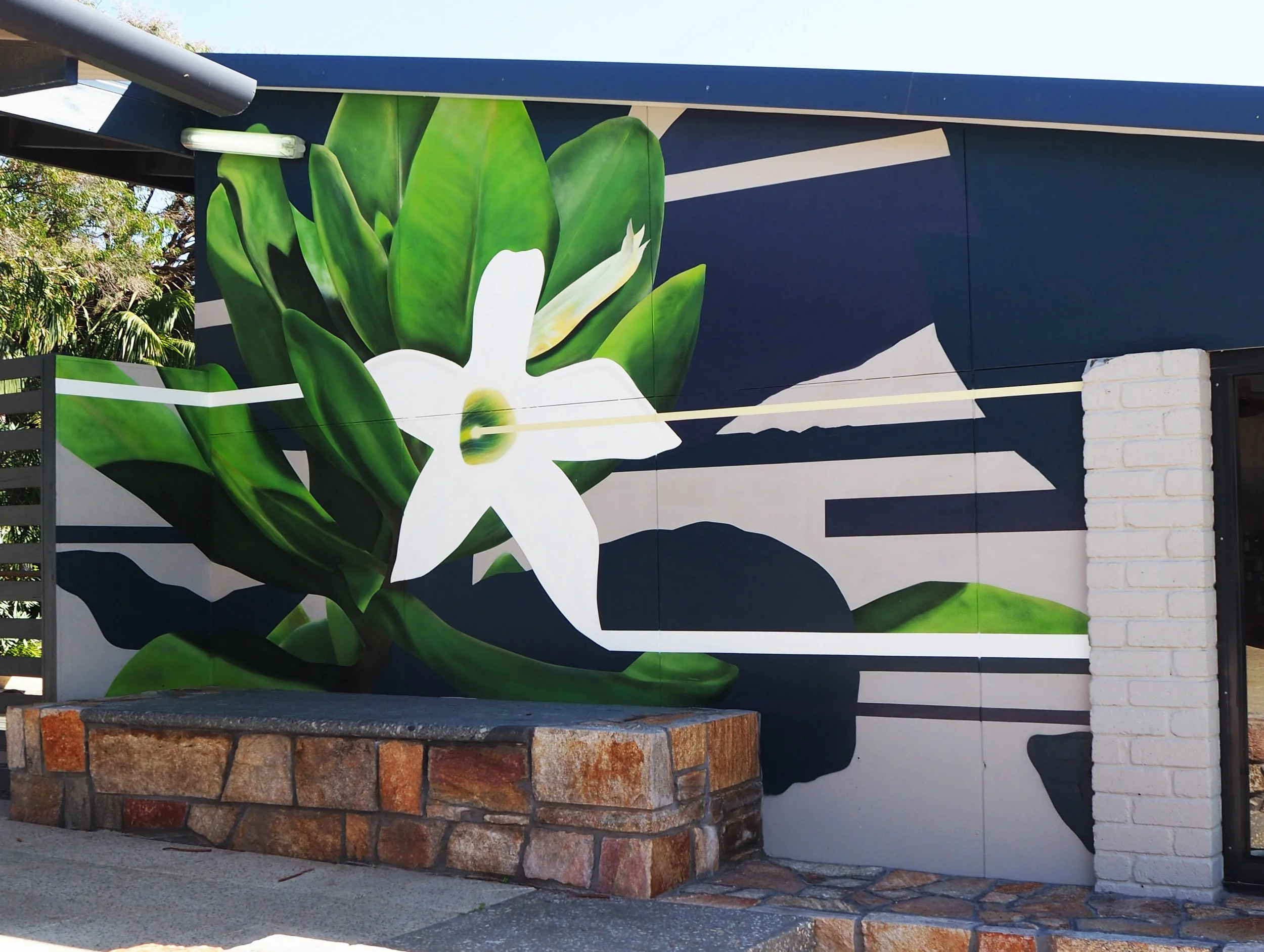 Anthoceris sericea.JPG