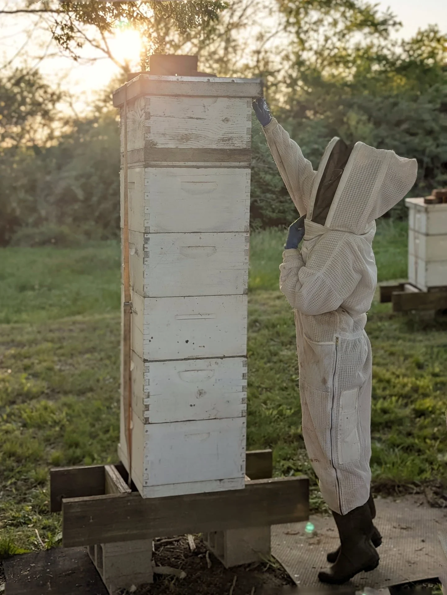 Bees and honey for days 💛🐝 

And I think the storms held off for long enough that the bees were able to harvest a nice amount of black locust nectar! Extracting will begin soon!