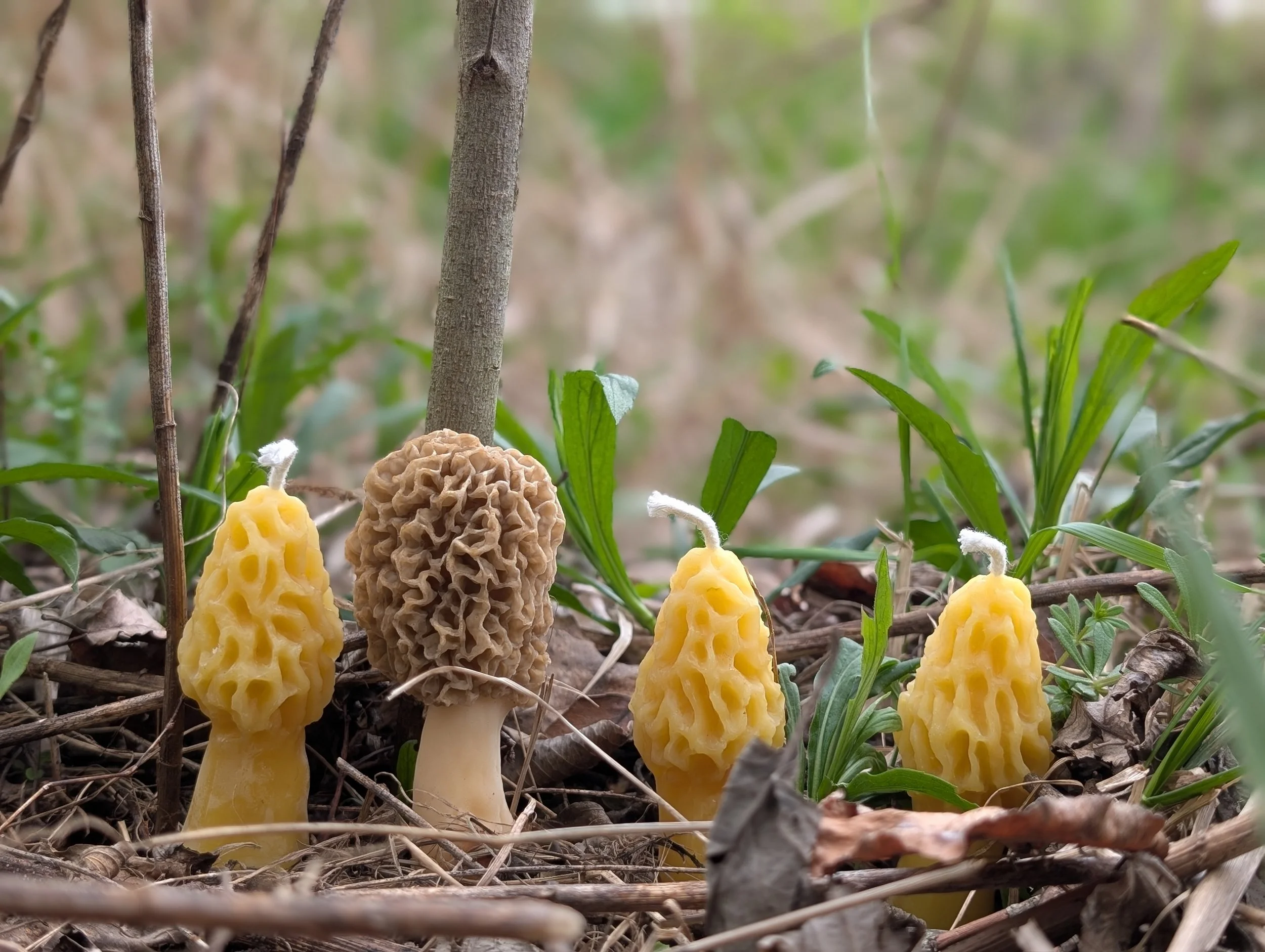 Morel Candles