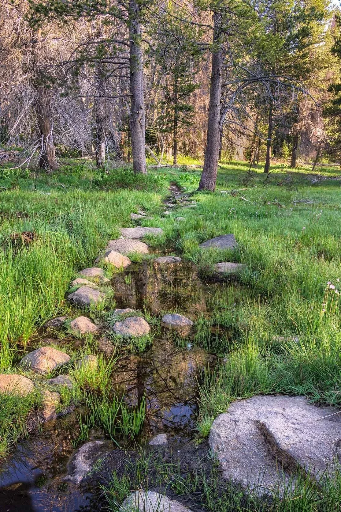 A small stream flowing through a grassy forest with tall trees.