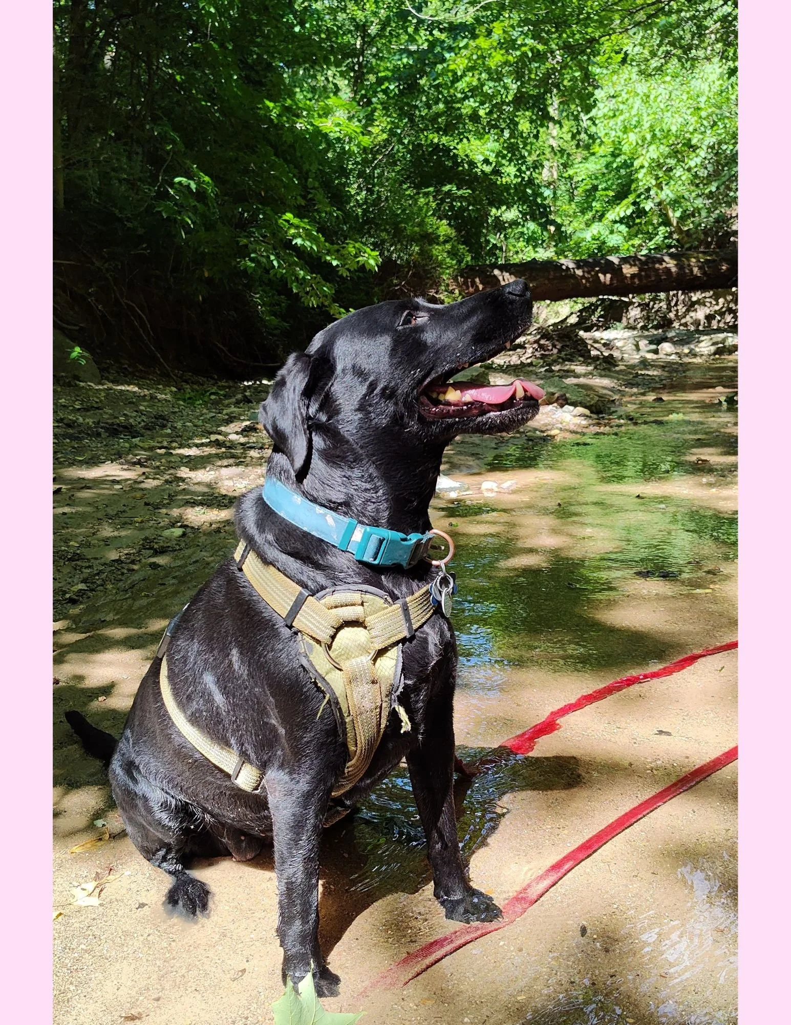 In loving memory of my best friend, Lily. 8.18.2024