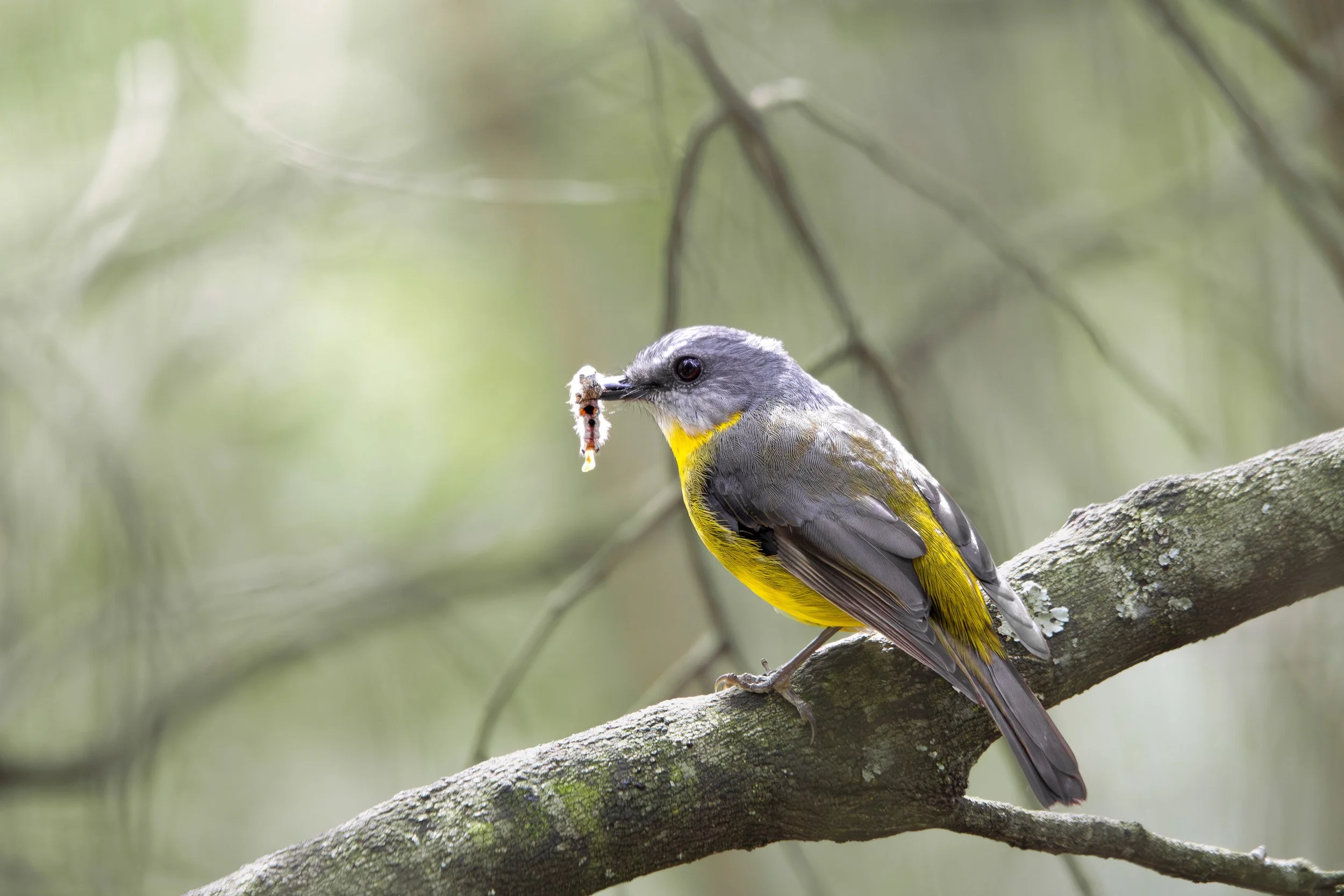 golden whistler-1 - Copy.jpg