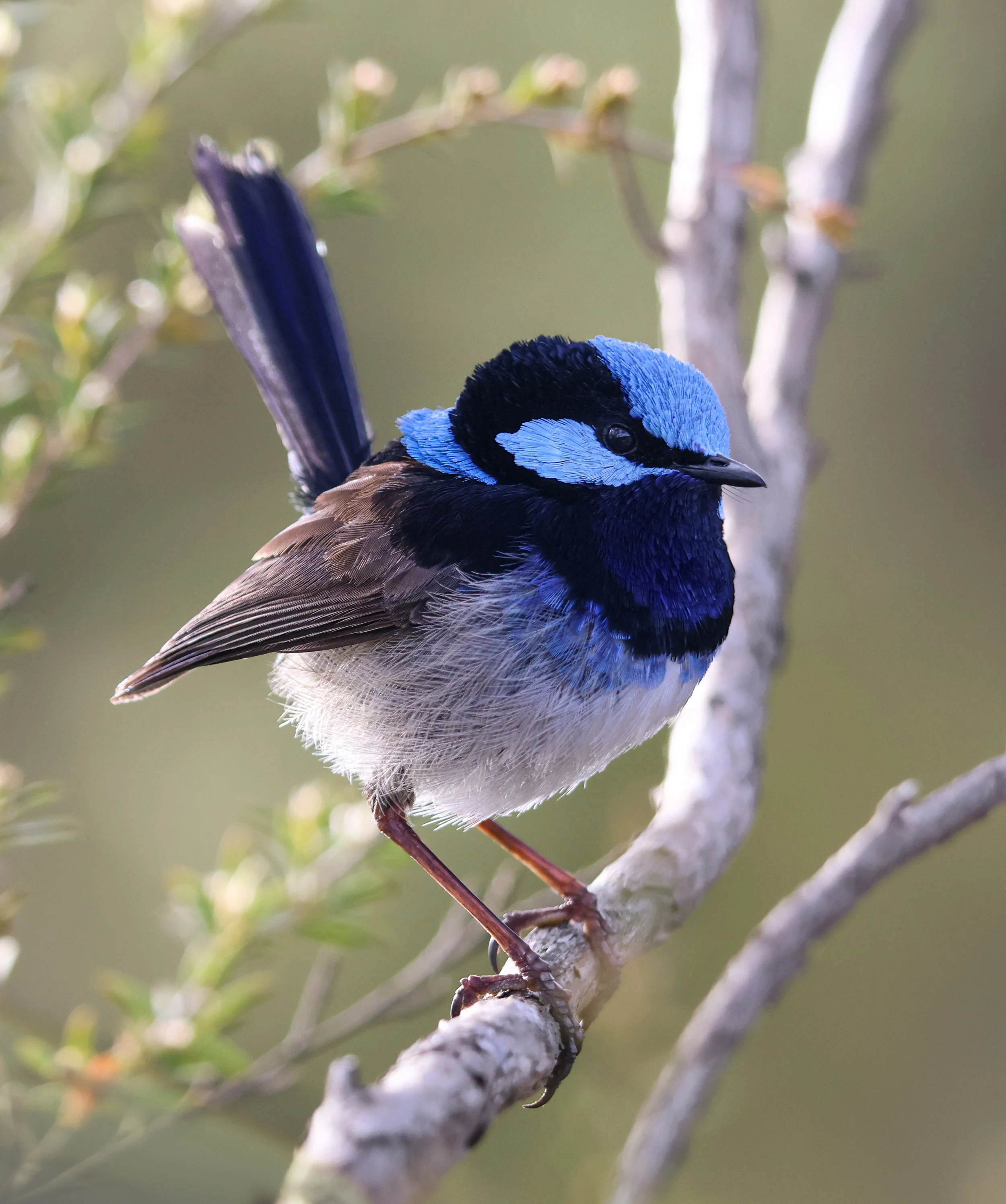 fairy wren new-5.jpg