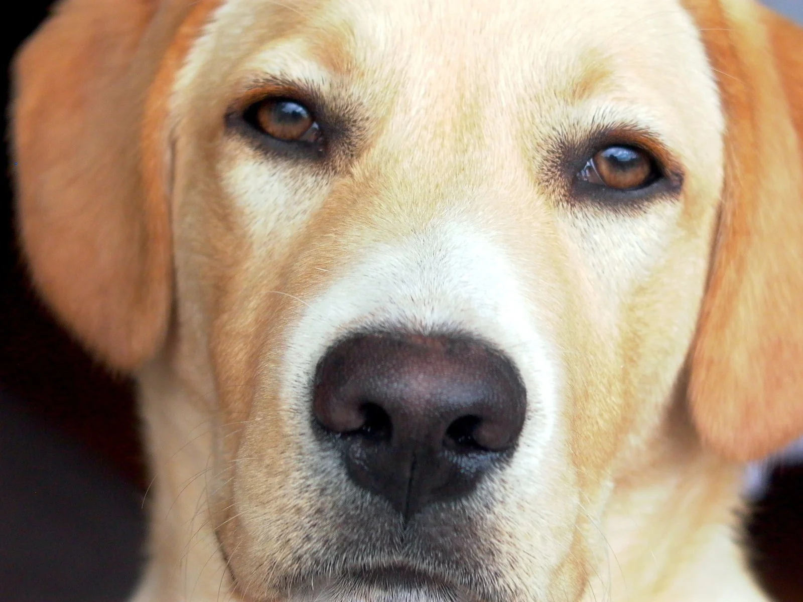 Close-up of a yellow and white dog with brown eyes and a black nose.