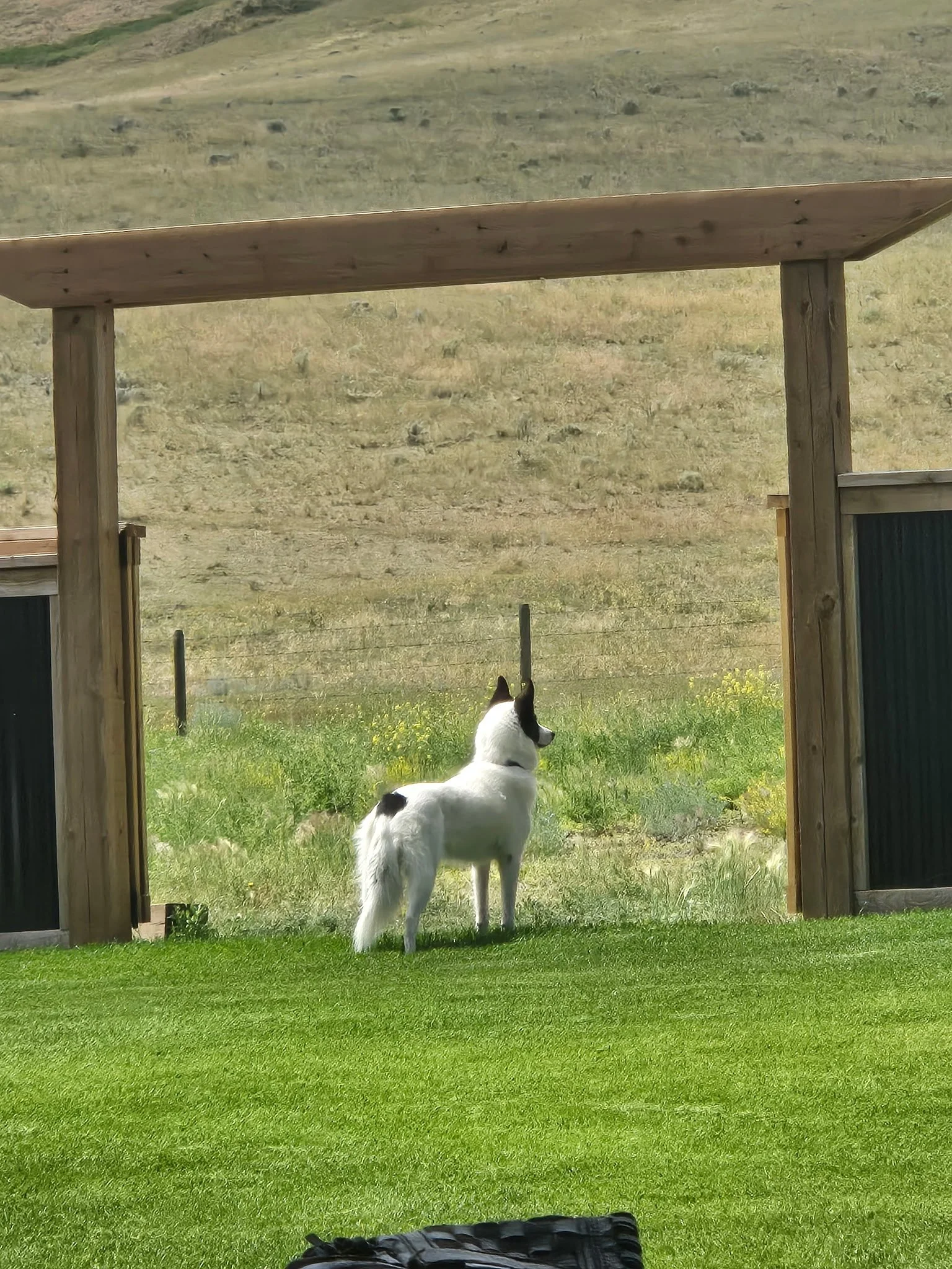A white dog with black markings standing on green grass, looking through an open wooden gate toward a field with a hillside in the background.