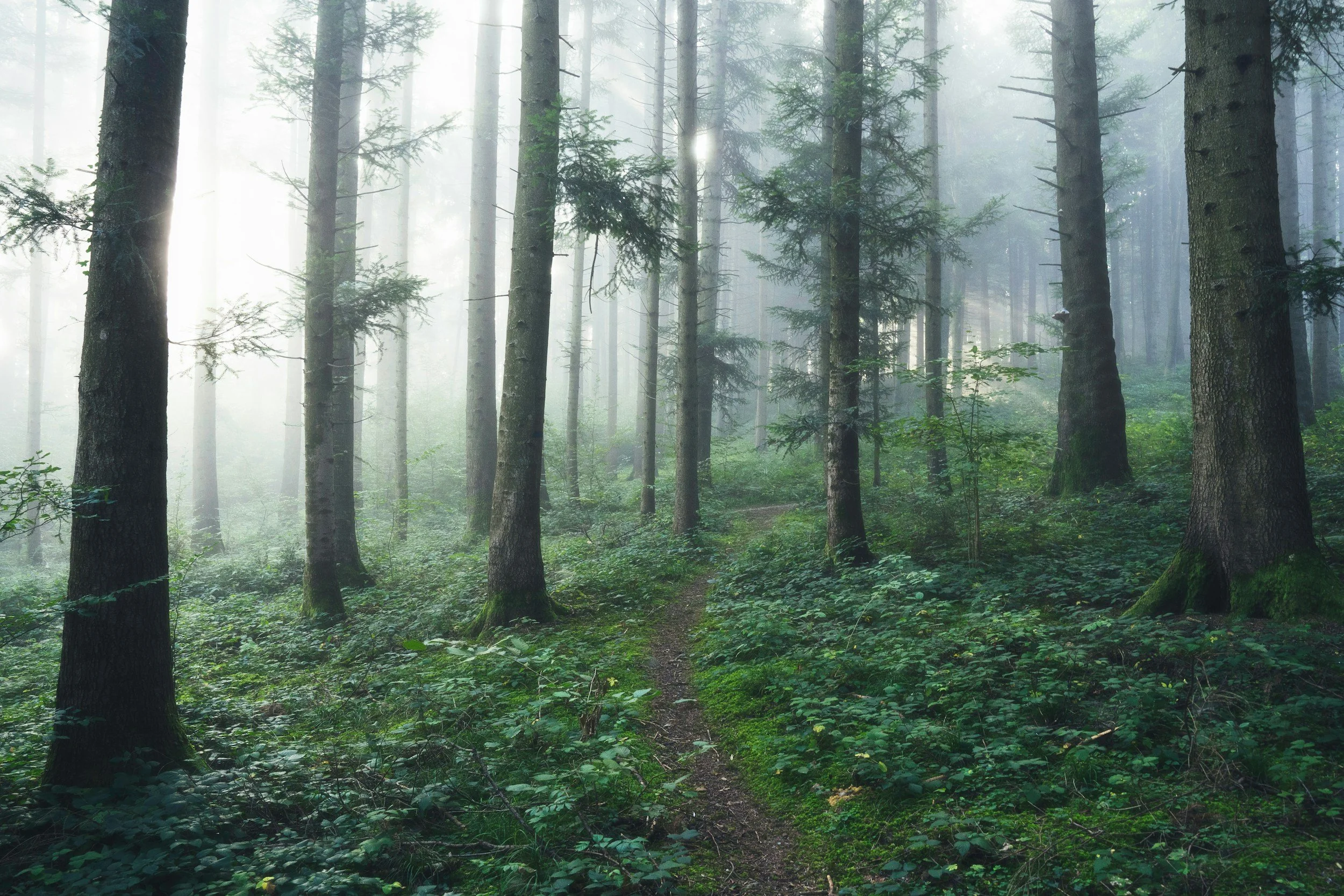 unsplash-image-IaSMz1qhVXM.jpg