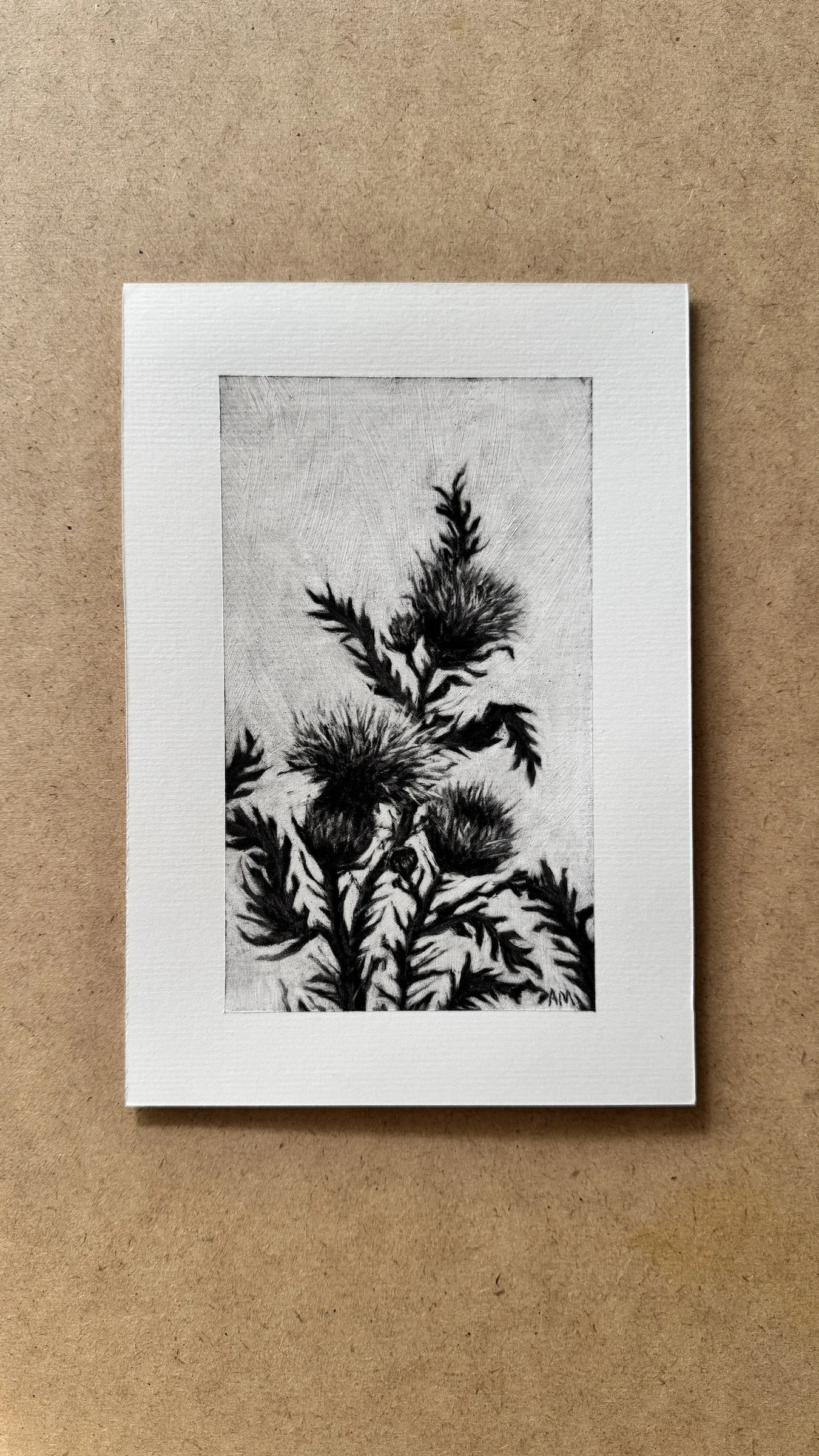 Thistle Study #3 - Original A5 Charcoal Drawing