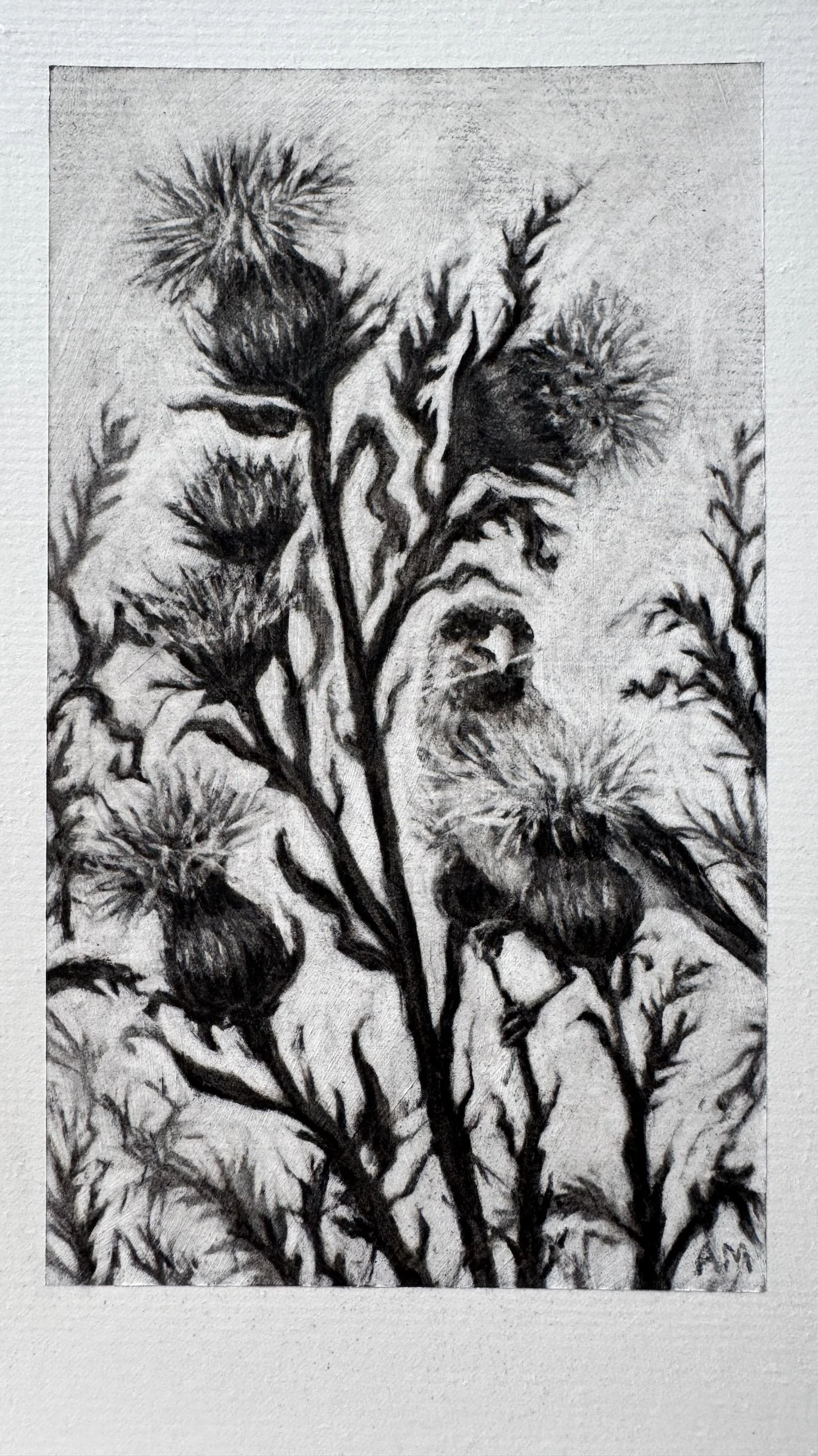 Antoinette_Mitchell_Artist_Thistle_Study2_b.jpg