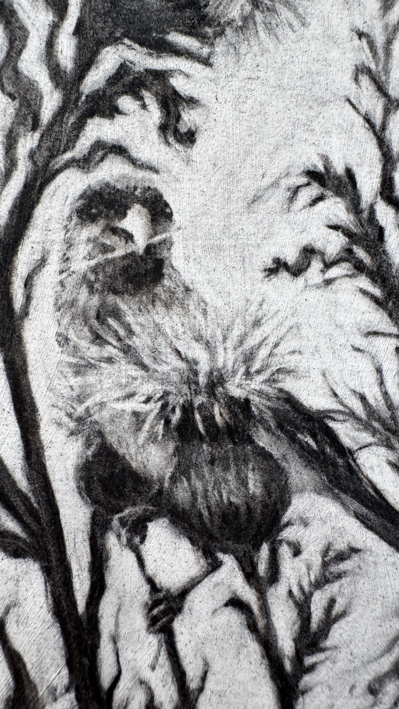Antoinette_Mitchell_Artist_Thistle_Study2_c.jpg