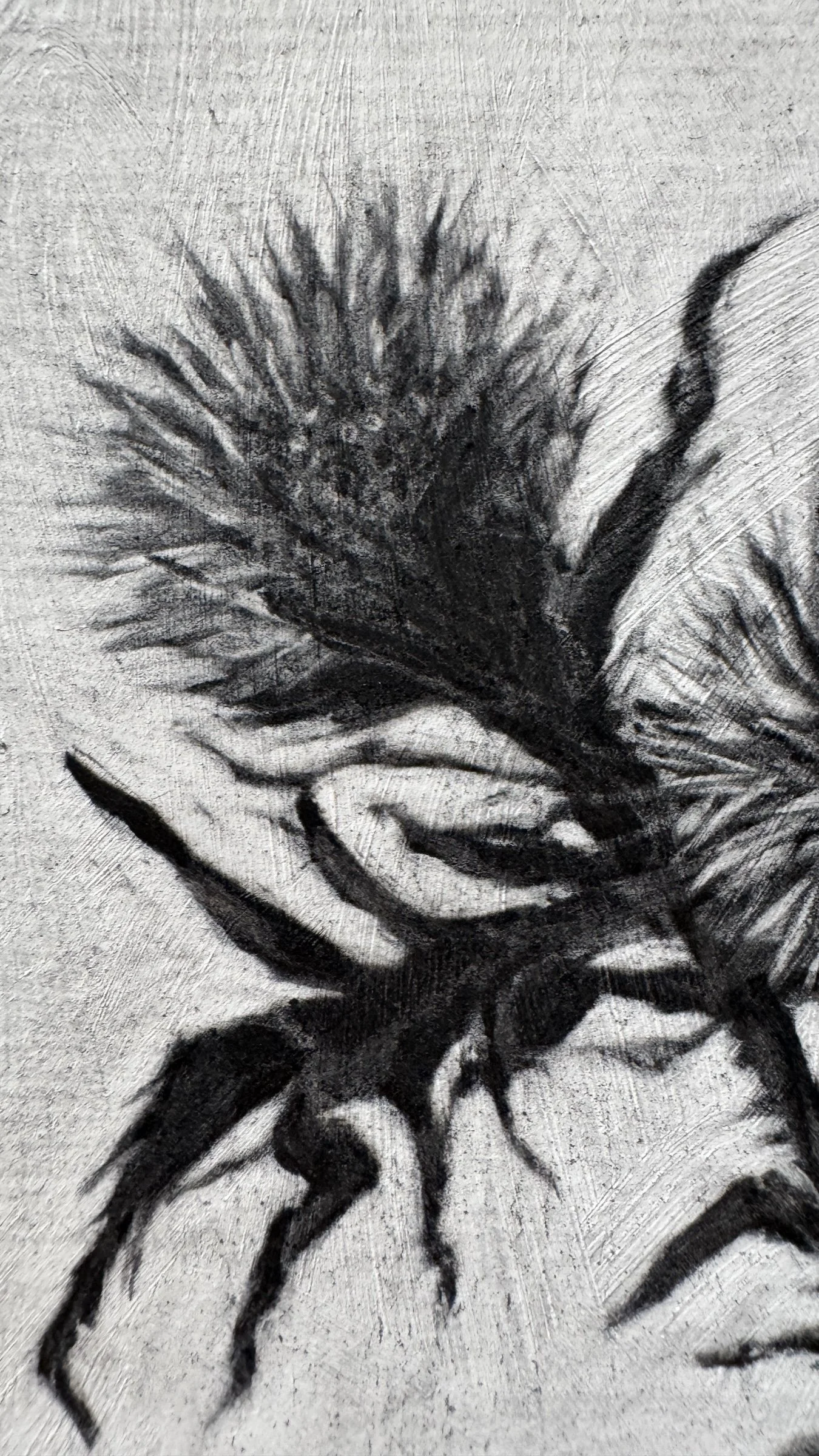 Antoinette_Mitchell_Artist_Thistle_Study4_d.jpg