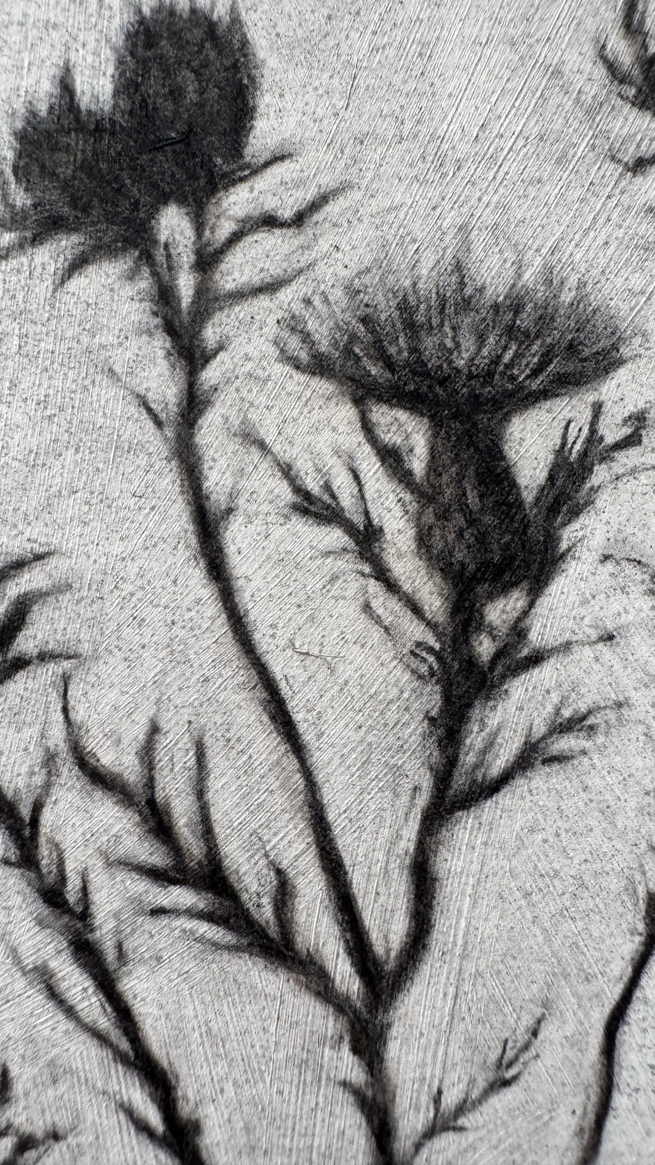 Antoinette_Mitchell_Artist_Thistle_Study1_c.jpg