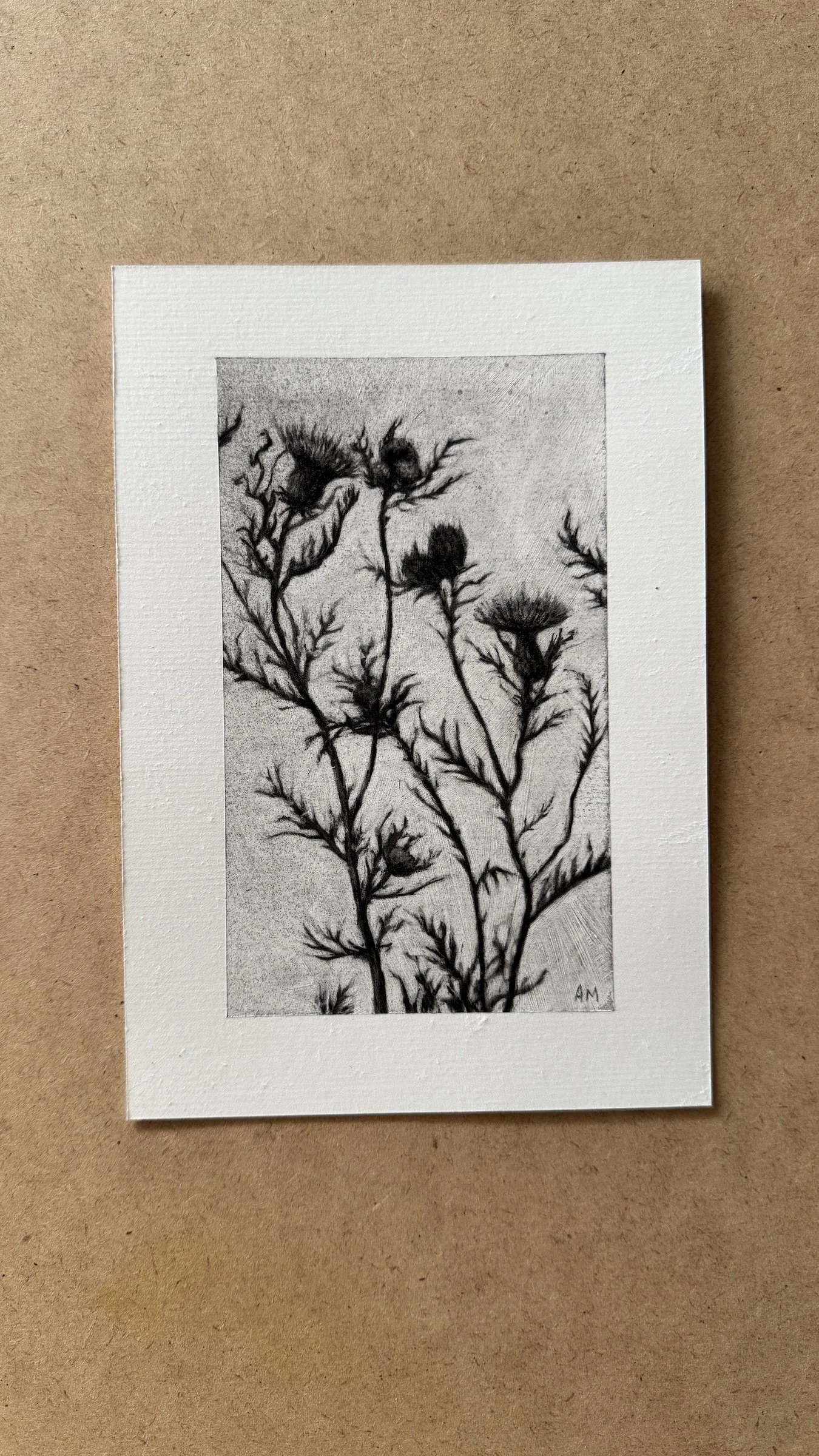 Thistle Study #1 - Original A5 Charcoal Drawing