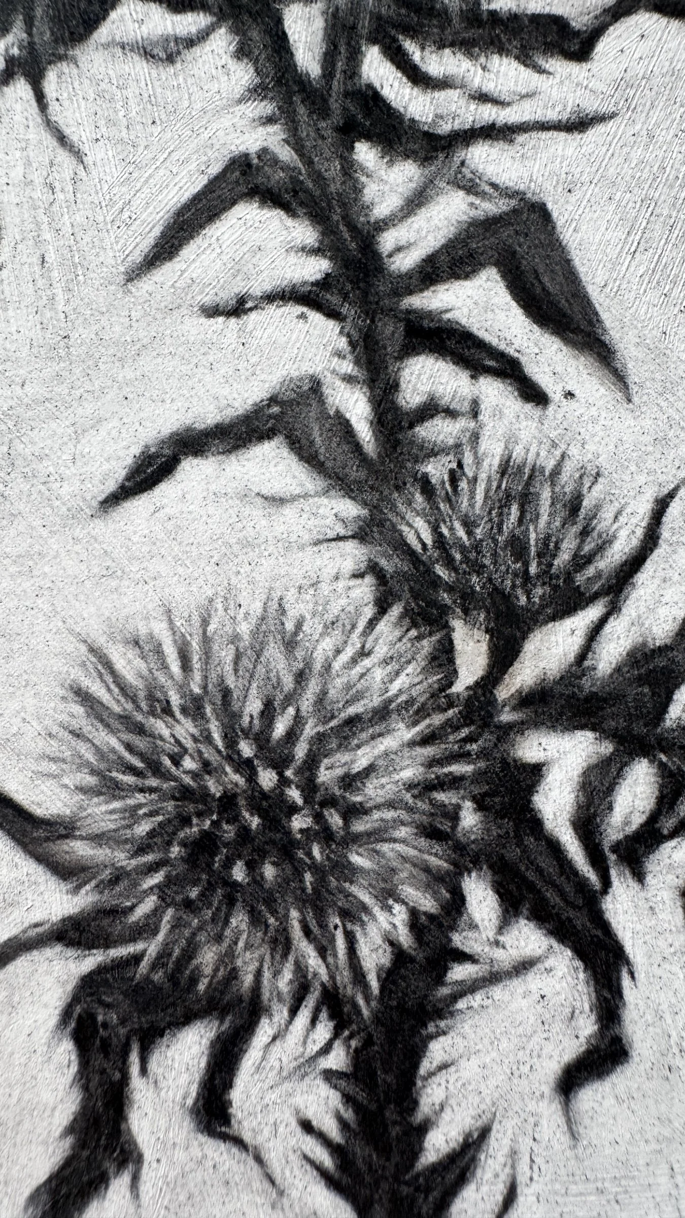Antoinette_Mitchell_Artist_Thistle_Study4_c.jpg