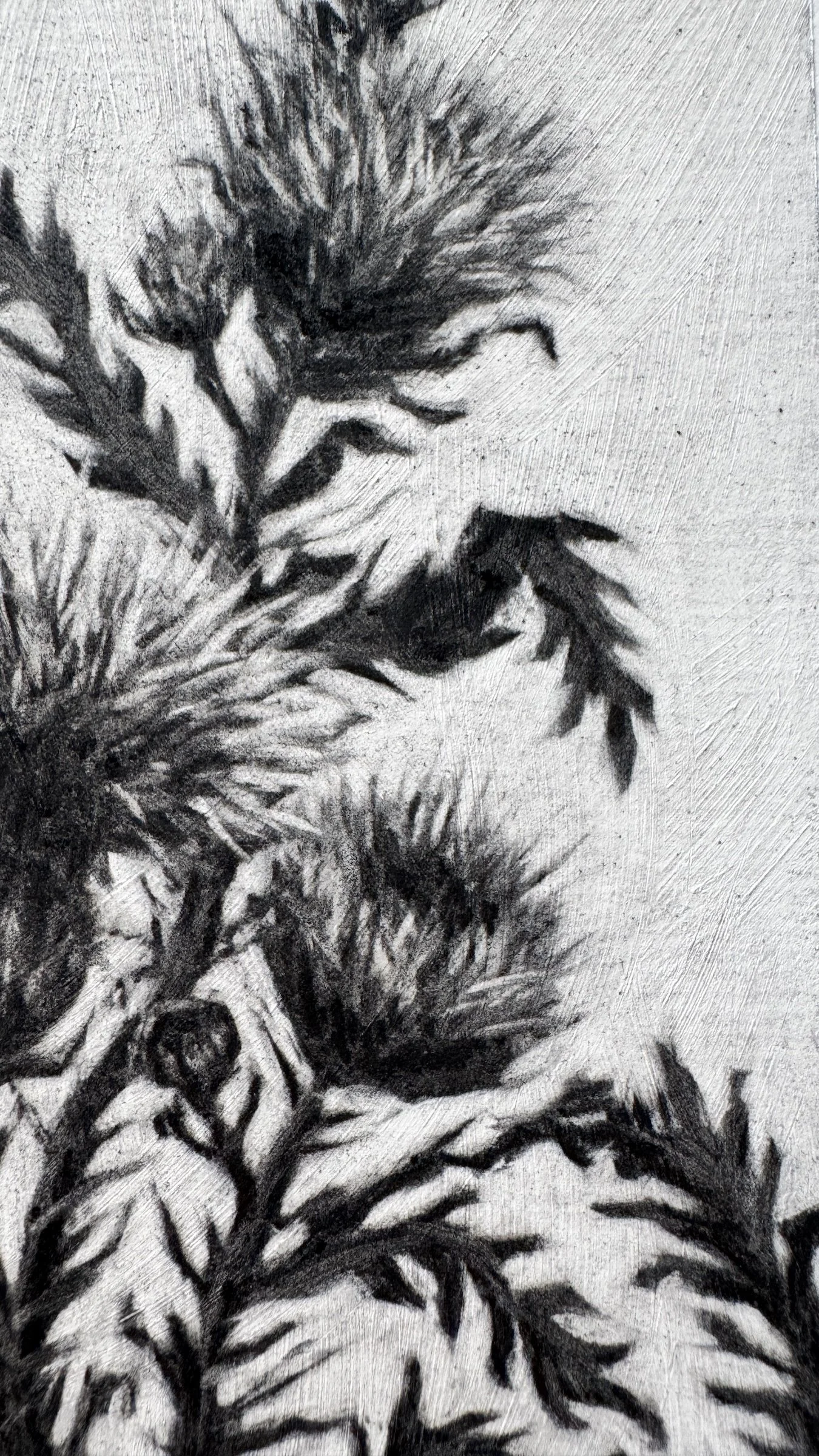 Antoinette_Mitchell_Artist_Thistle_Study3_c.jpg