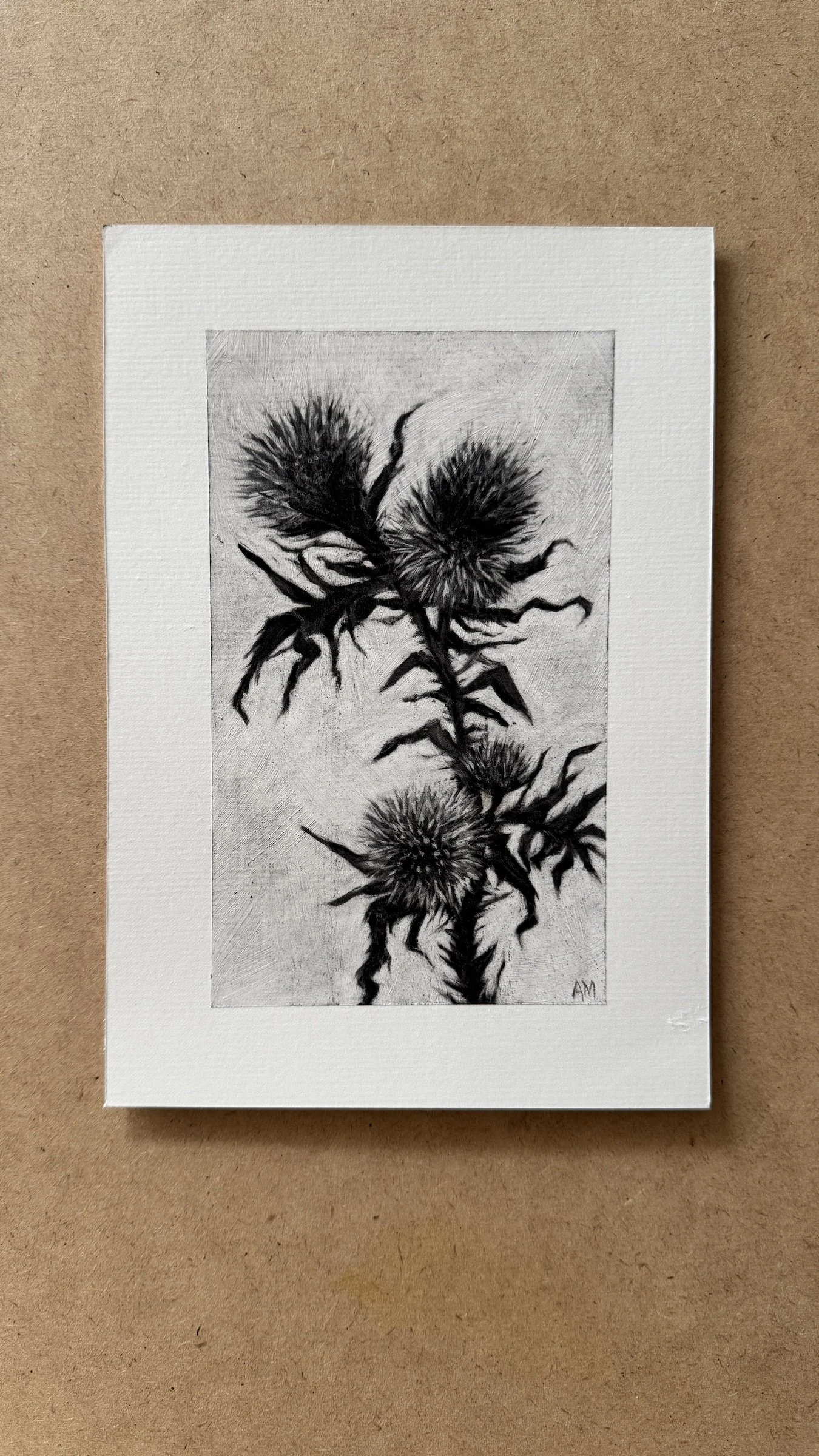 Thistle Study #4 - Original A5 Charcoal Drawing