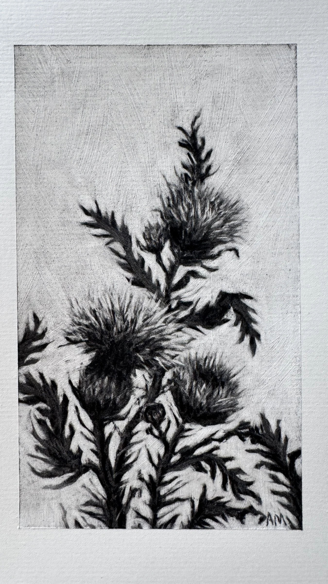 Antoinette_Mitchell_Artist_Thistle_Study3_b.jpg