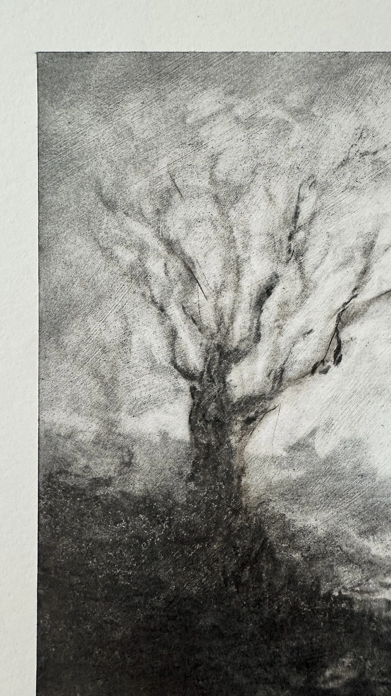 Antoinette_Mitchell_Artist_Two_trees_c.jpg